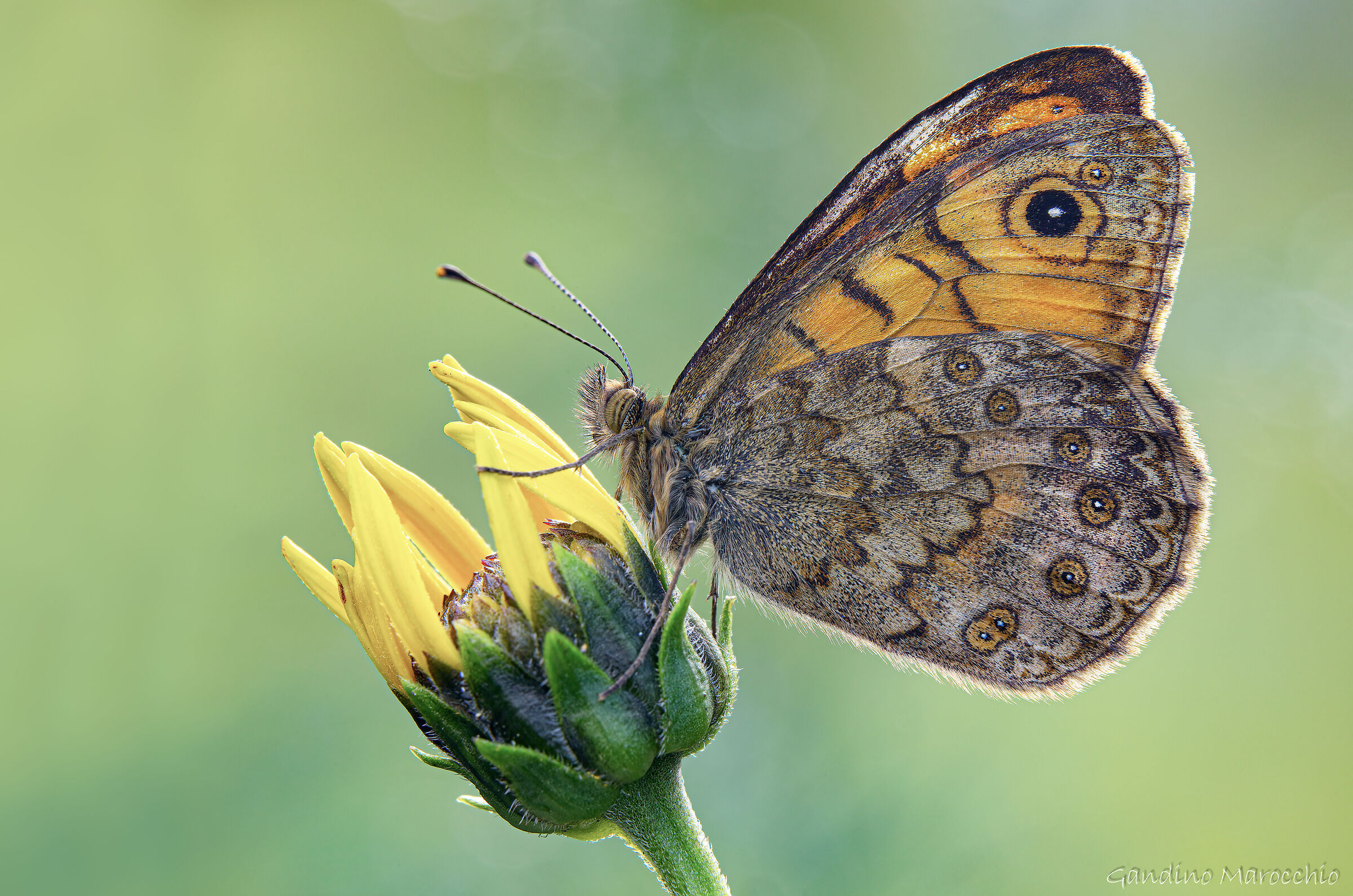 Lasommata megera