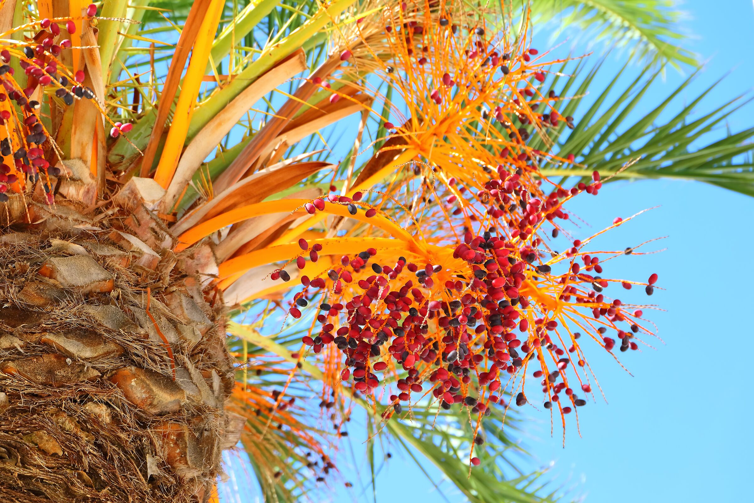 Datteri 06 ottobre 2025 - 0335