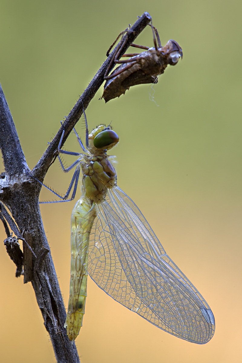 dragonfly just emerged dall'exuvia