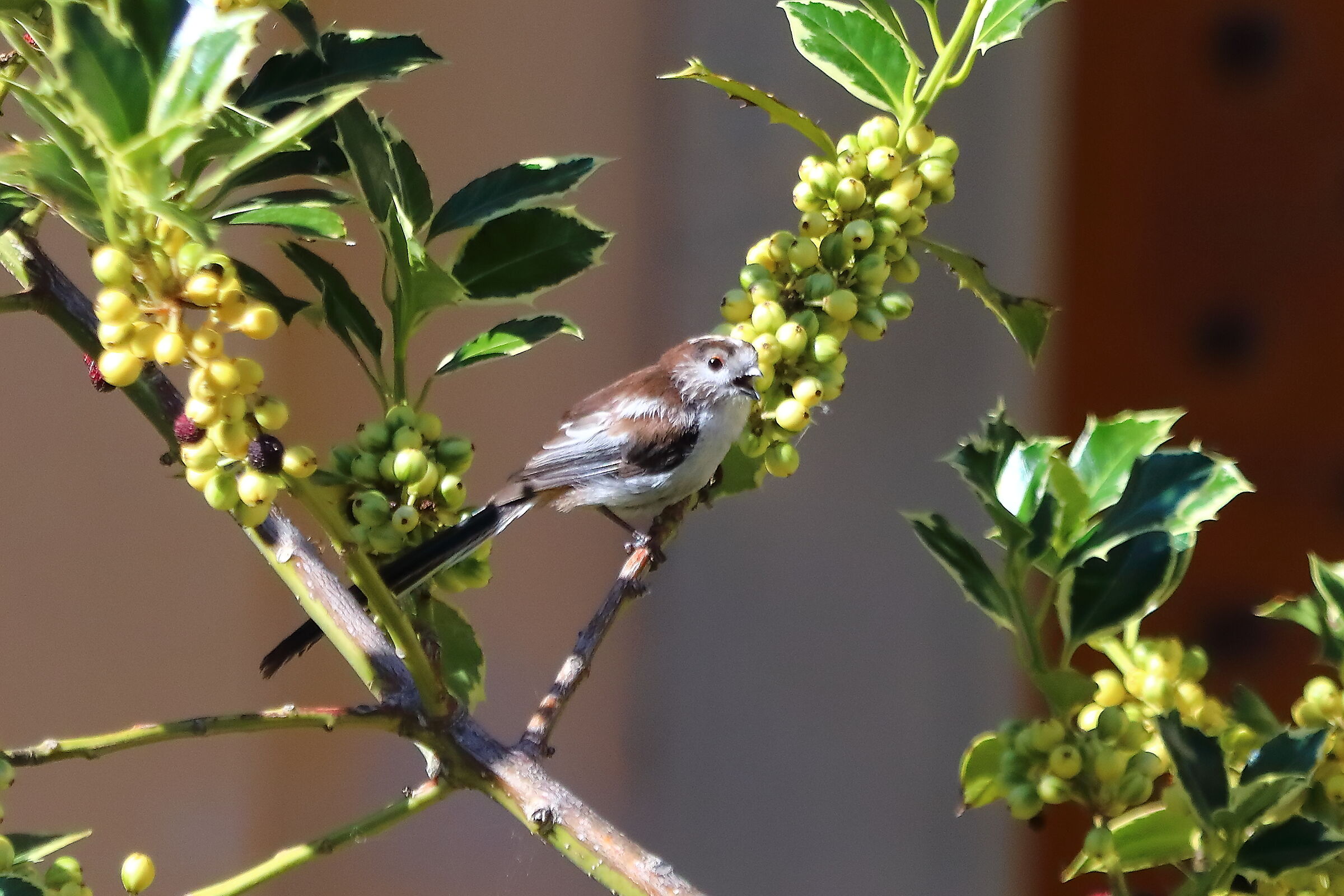 Codibugnolo 09 luglio 2025 - 0085