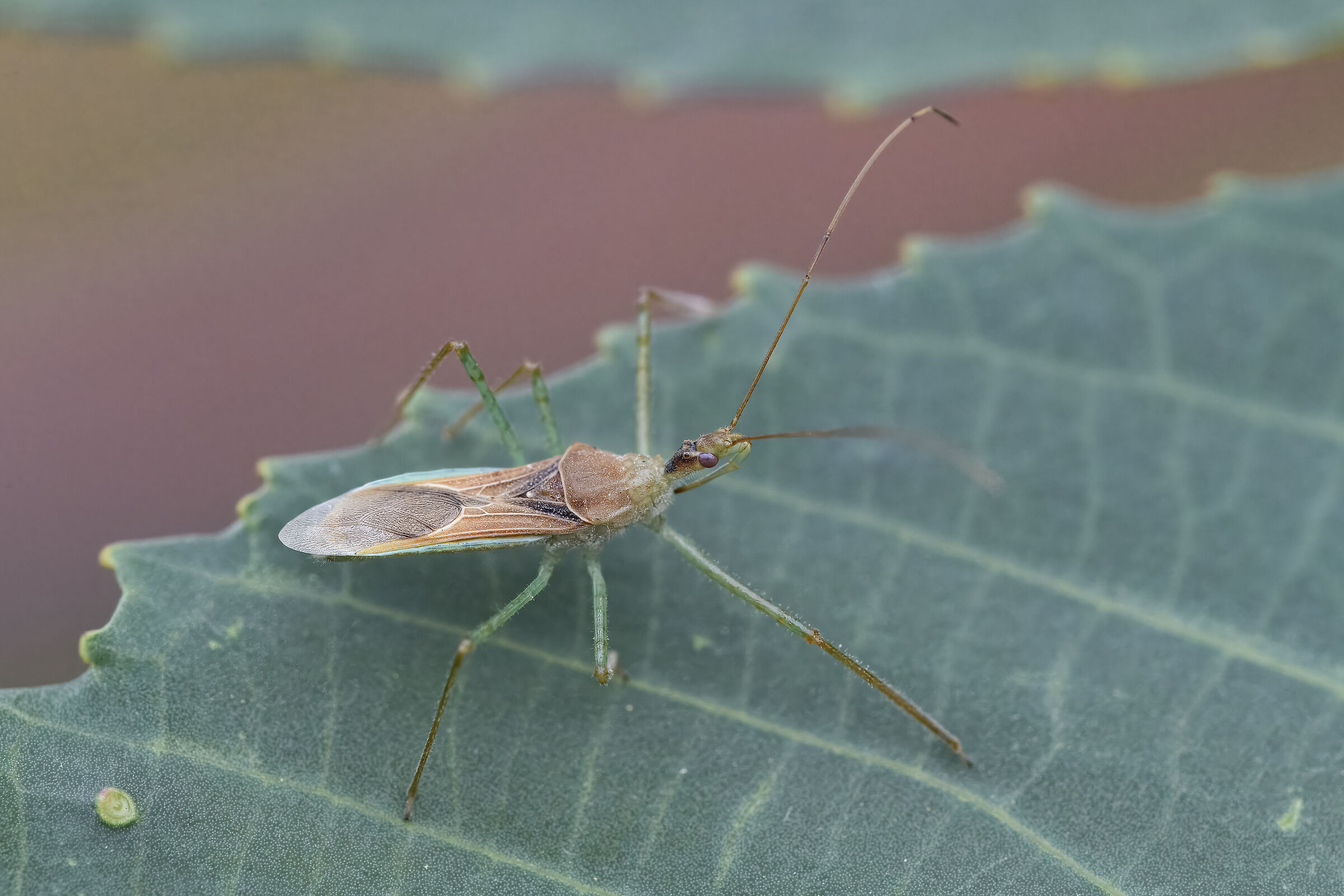 Zelus renardii