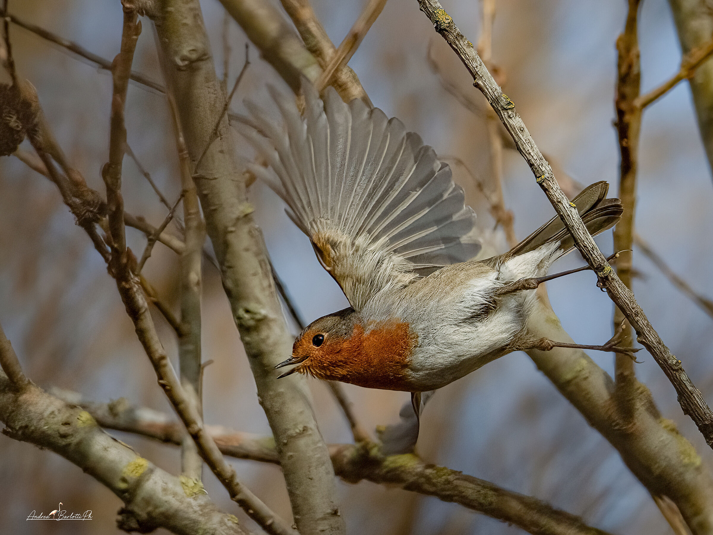 Winter Momentum