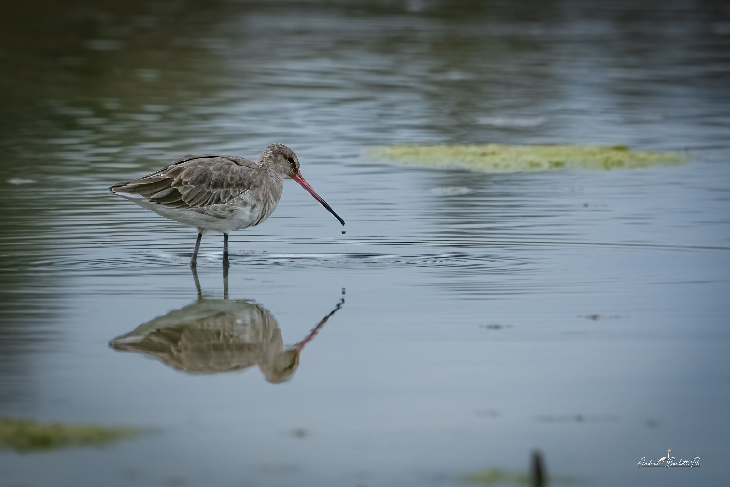 Black-tailed godwit
