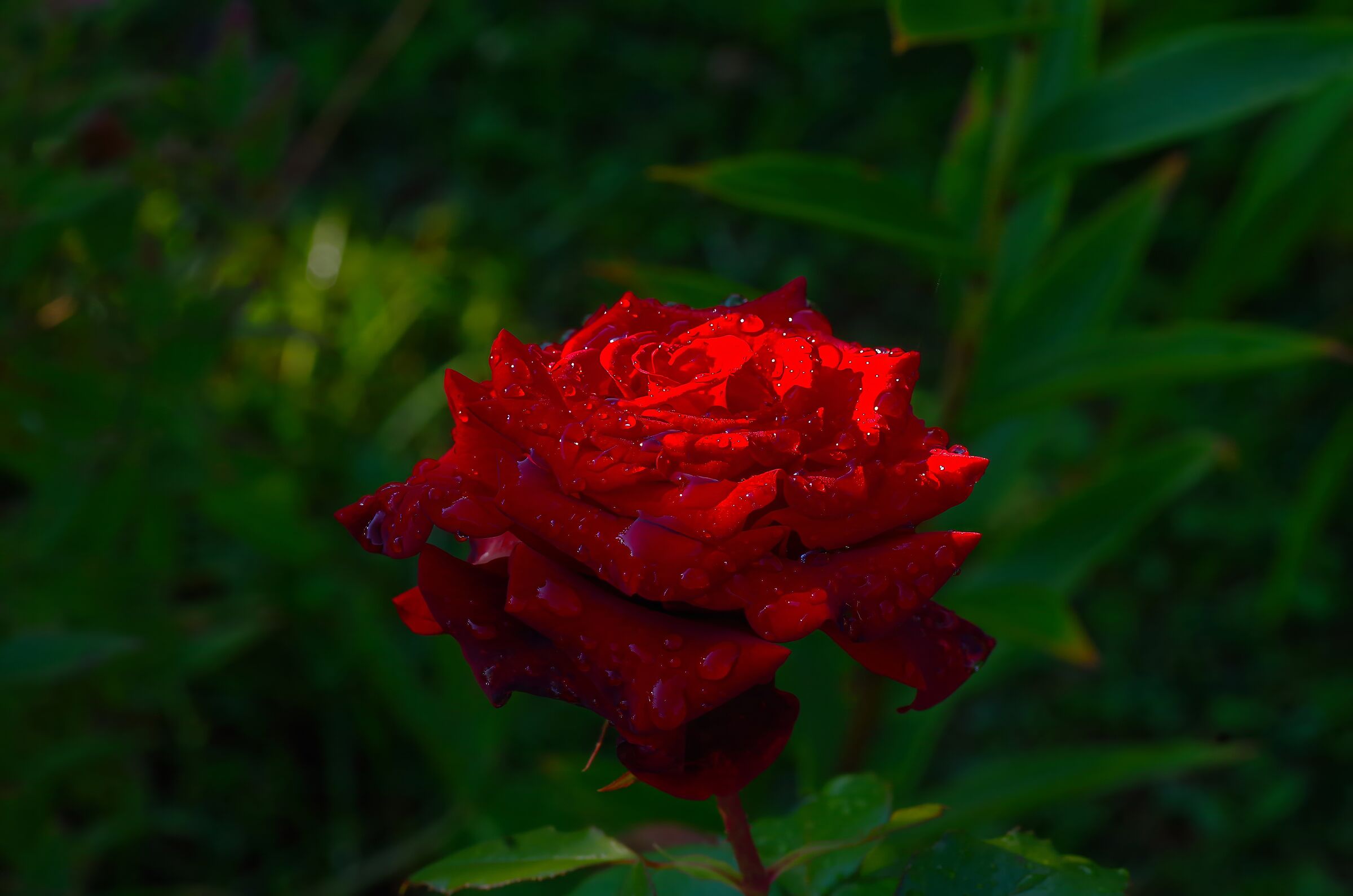 Rosa...