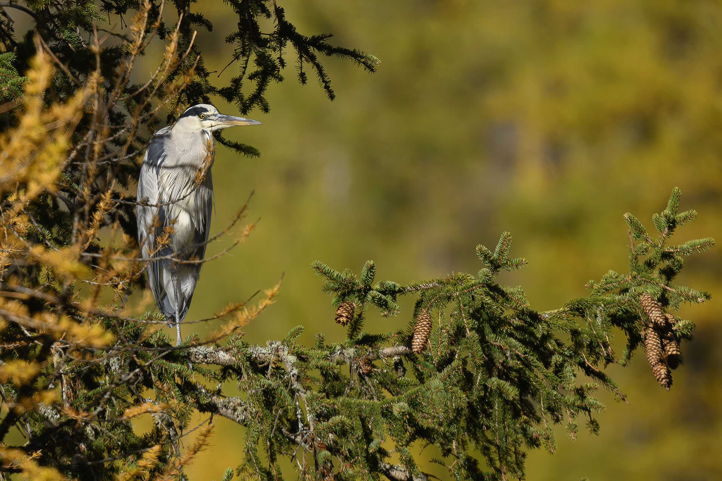 The ashes you don't expect