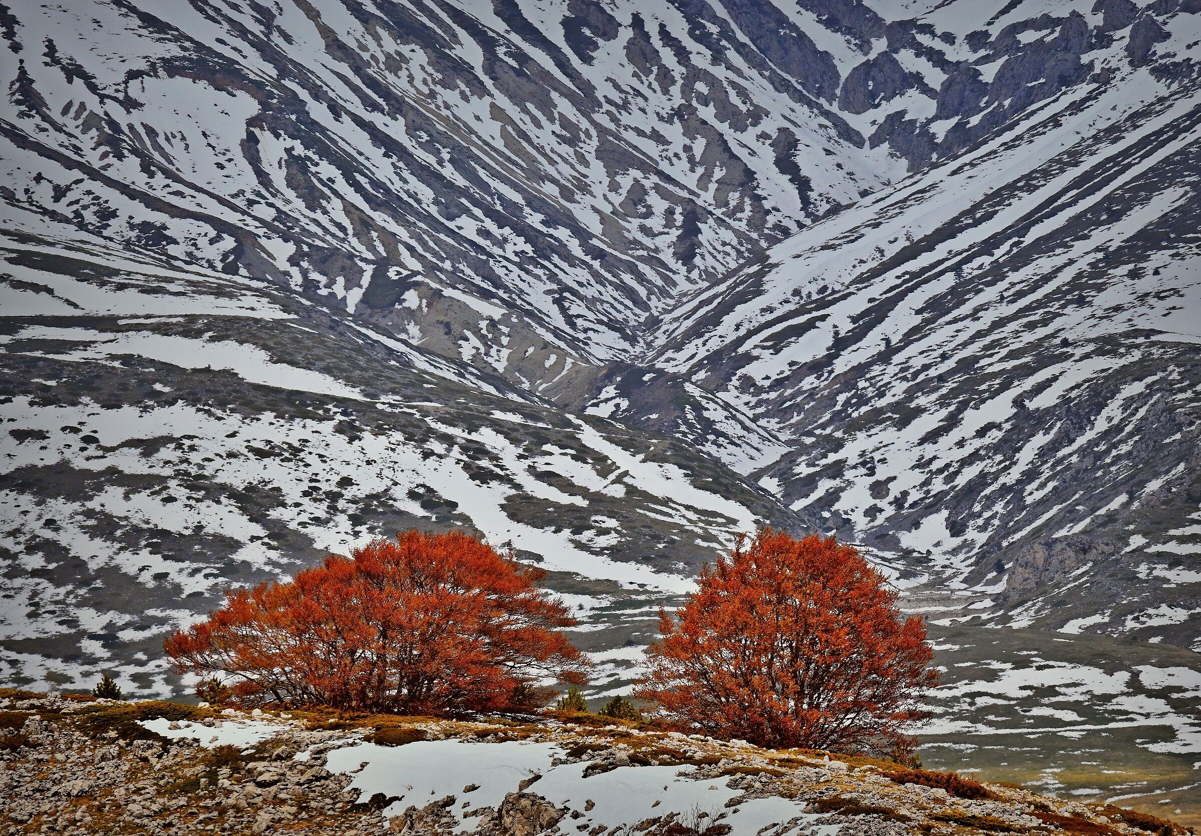 Cold Reds