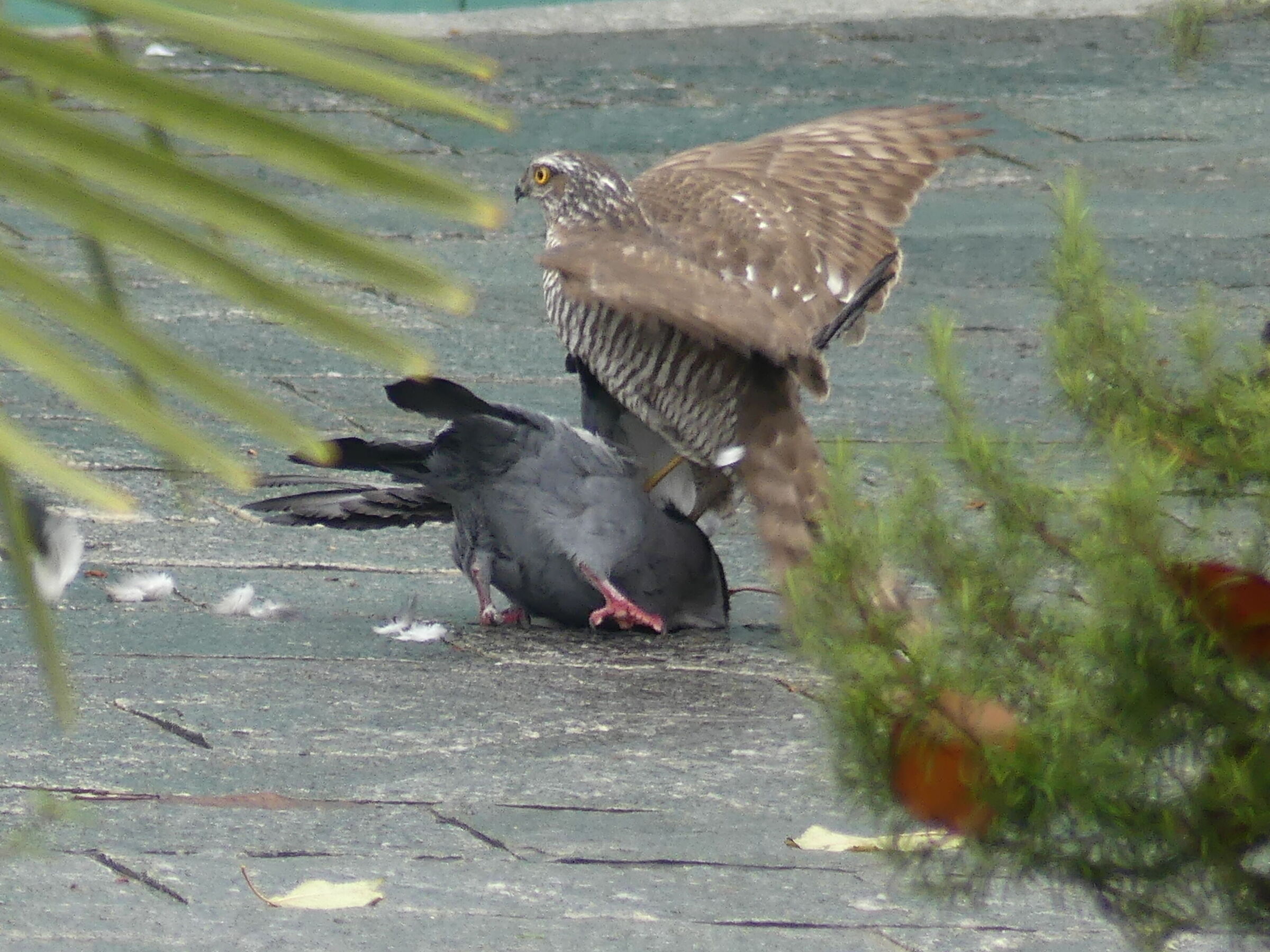 l'attimo della cattura