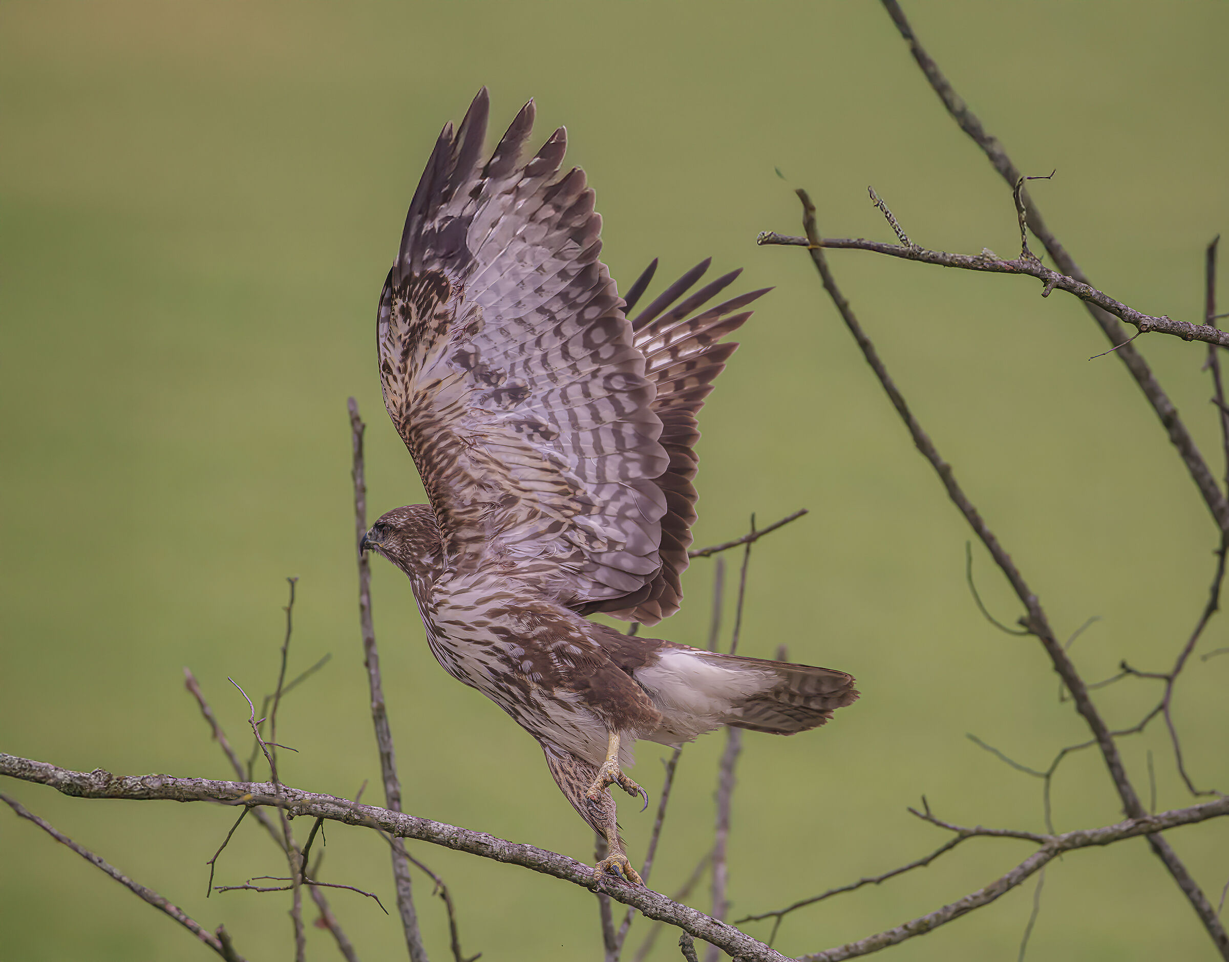 buzzard