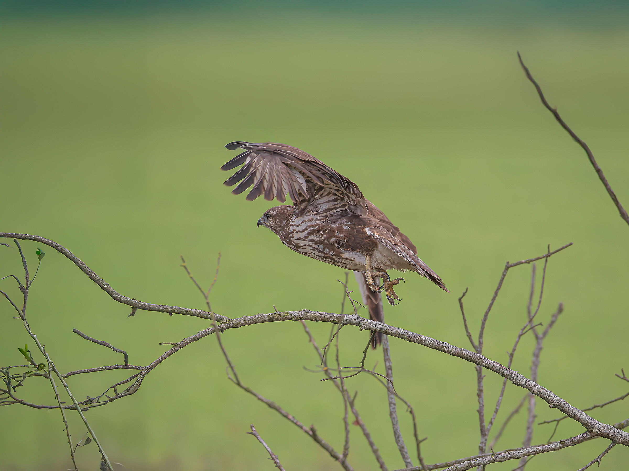 buzzard
