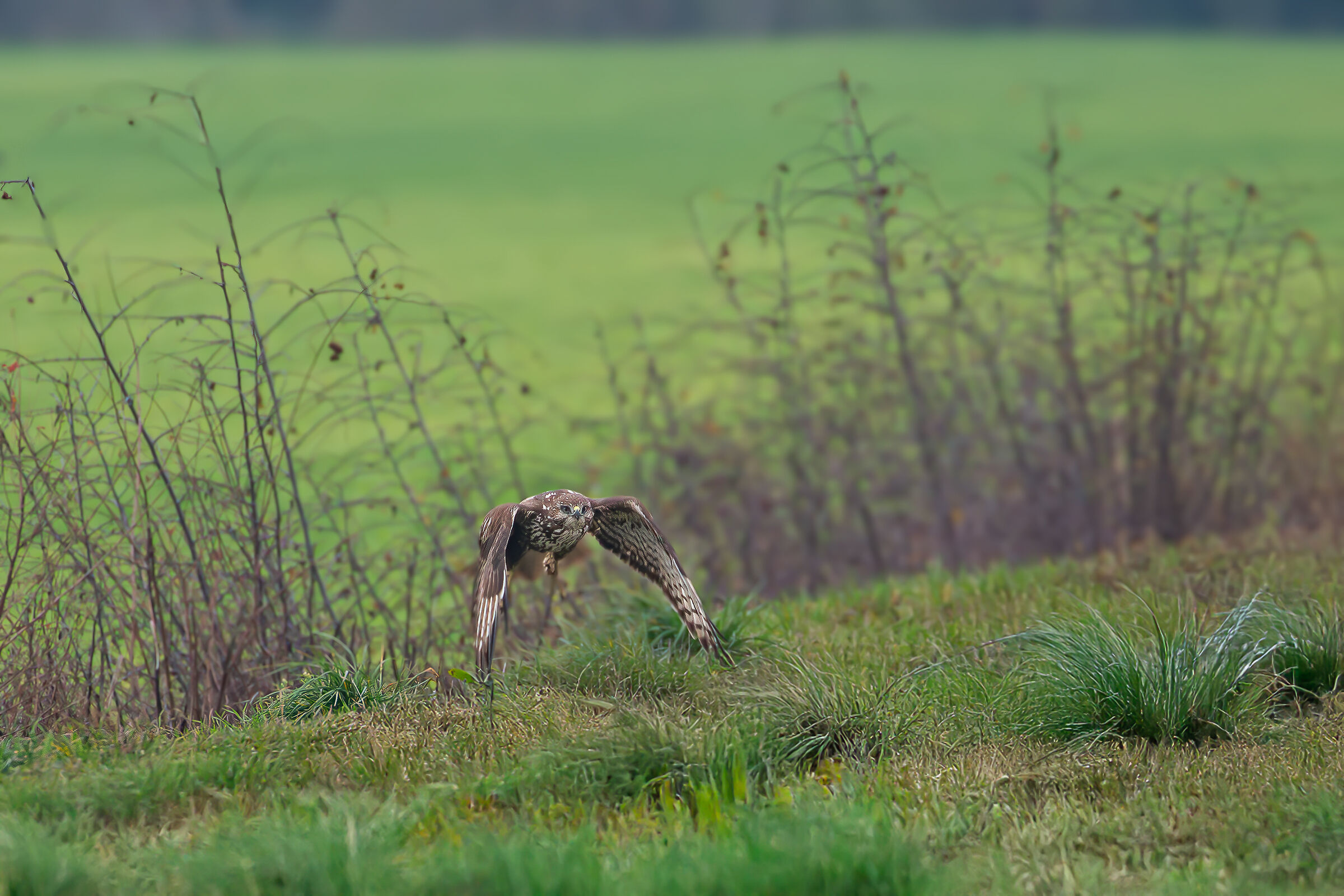 buzzard