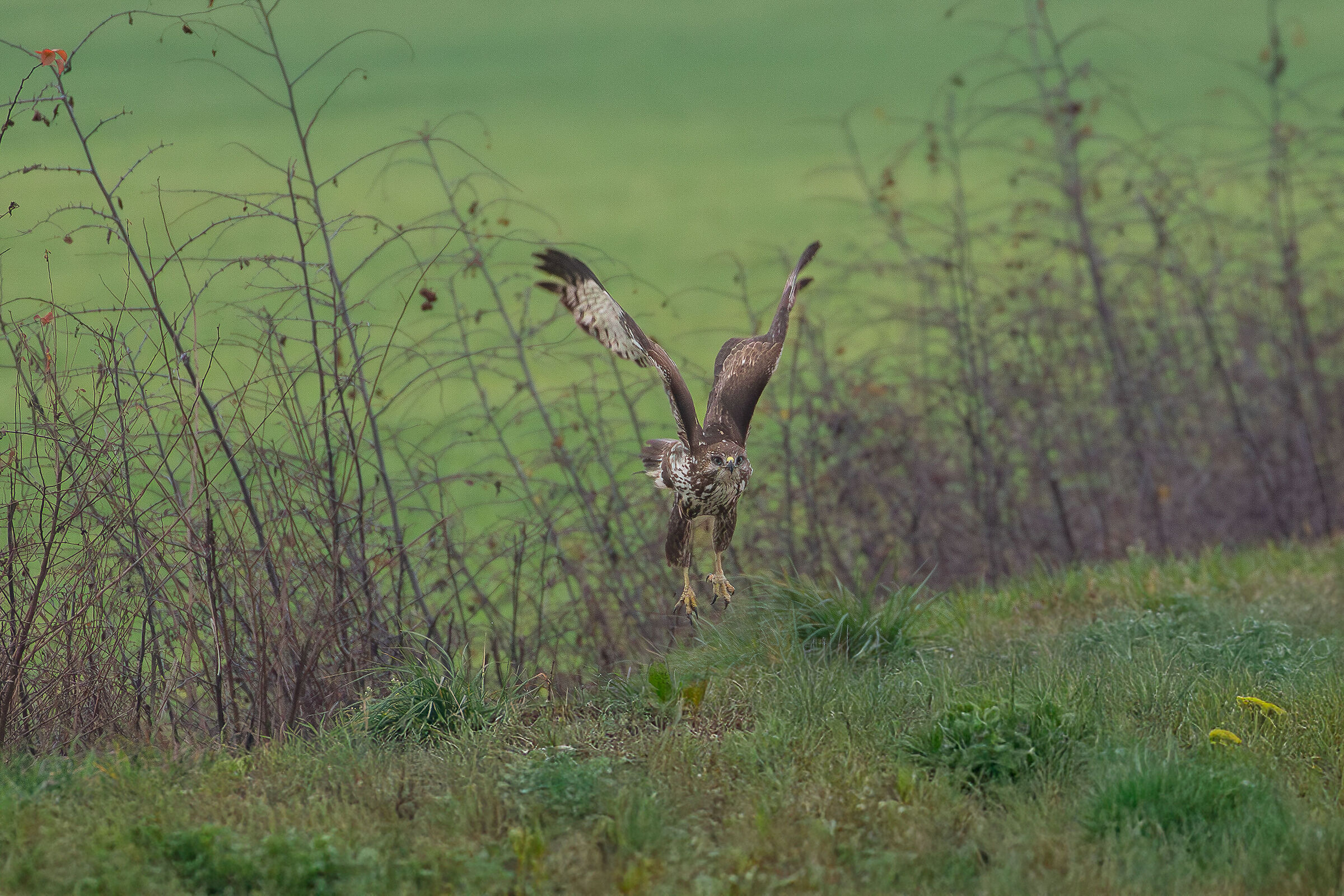 buzzard