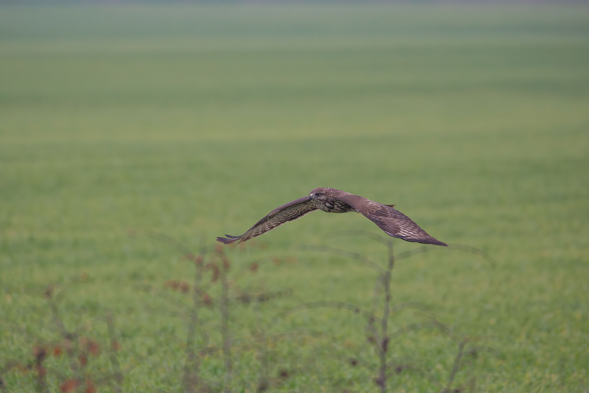 buzzard