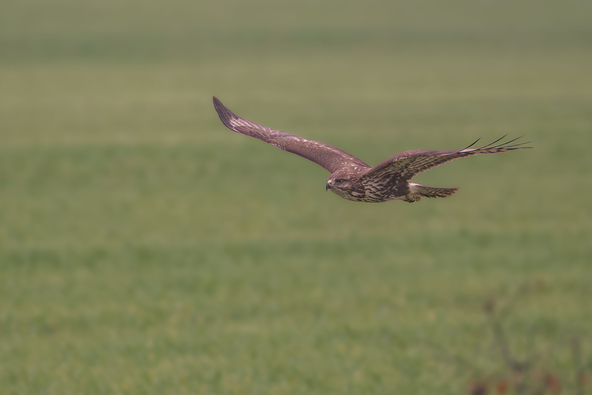 buzzard