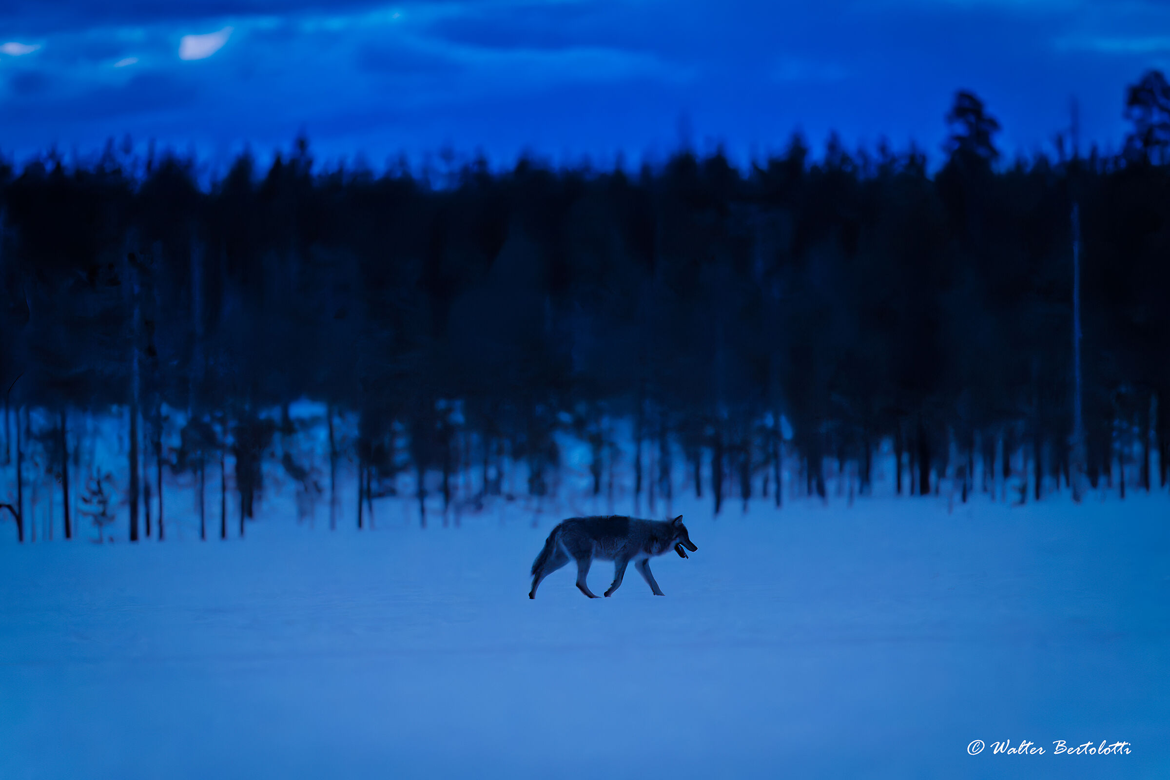 The Lord of the Tundra