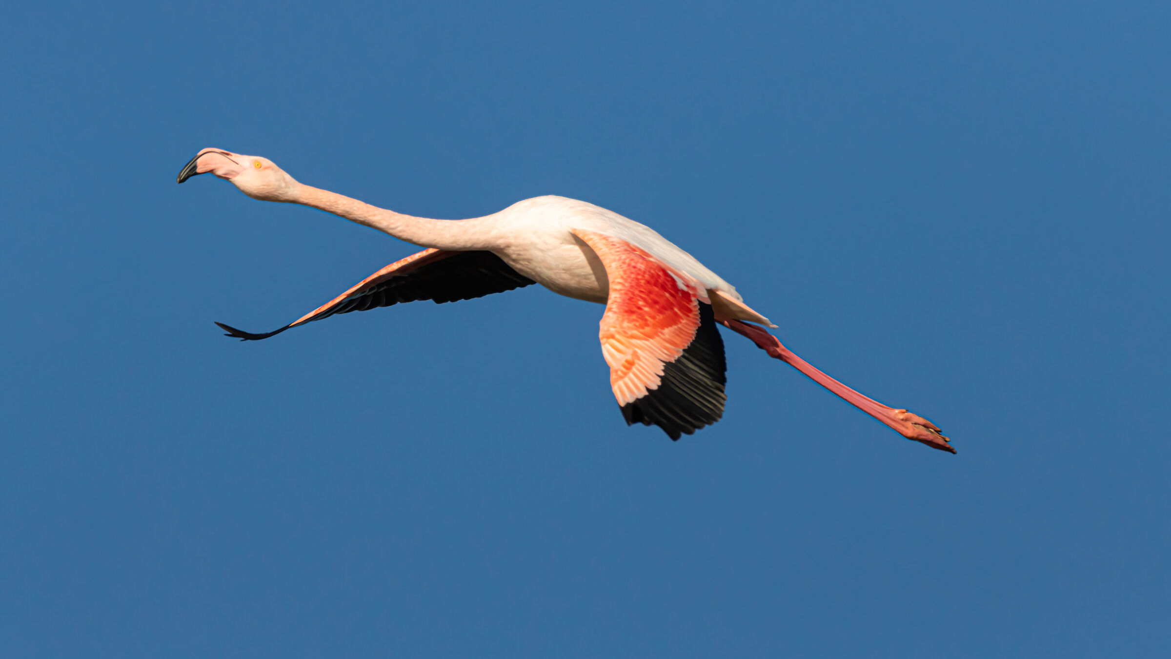 Flamingo