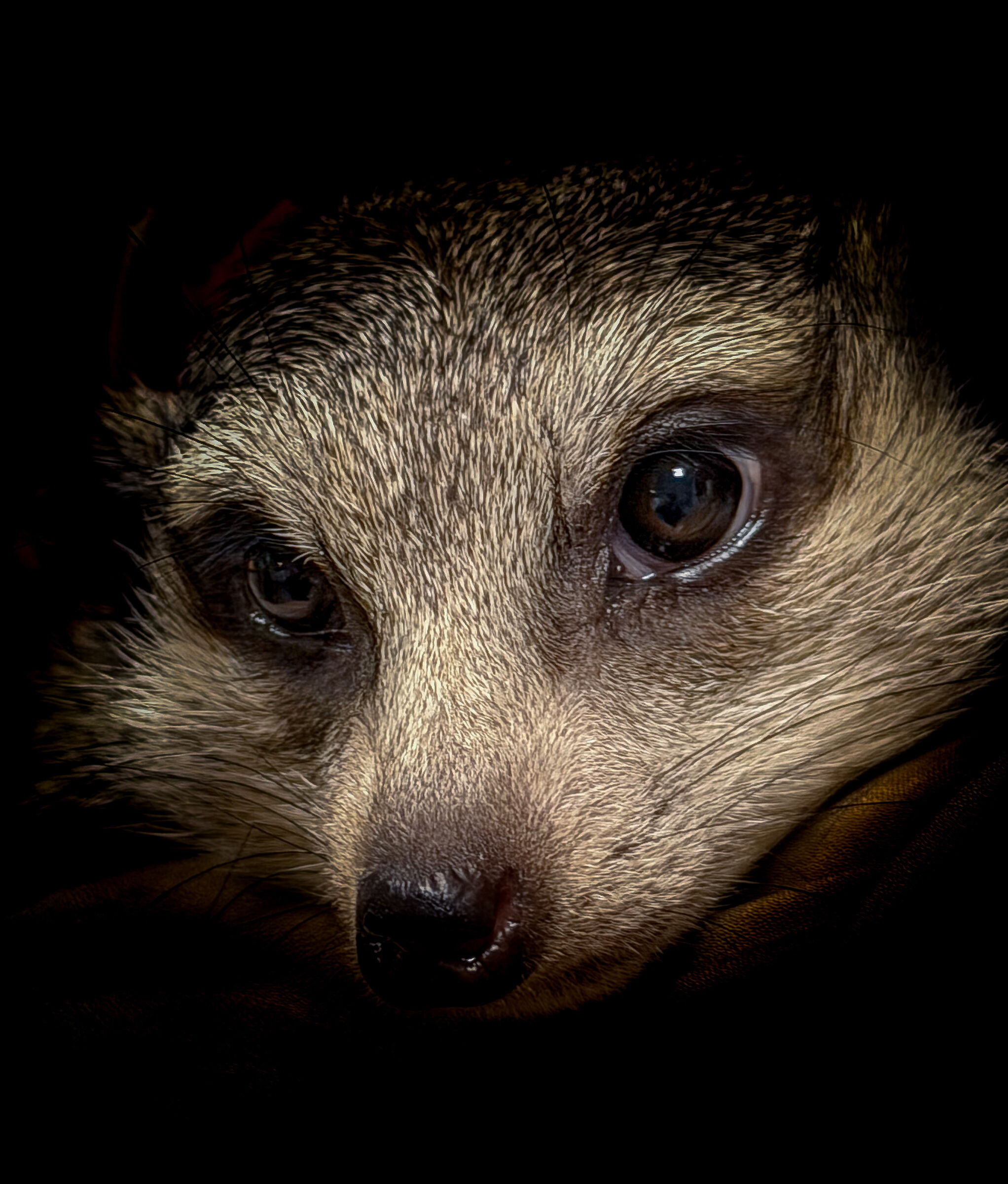 Lo sguardo del suricato