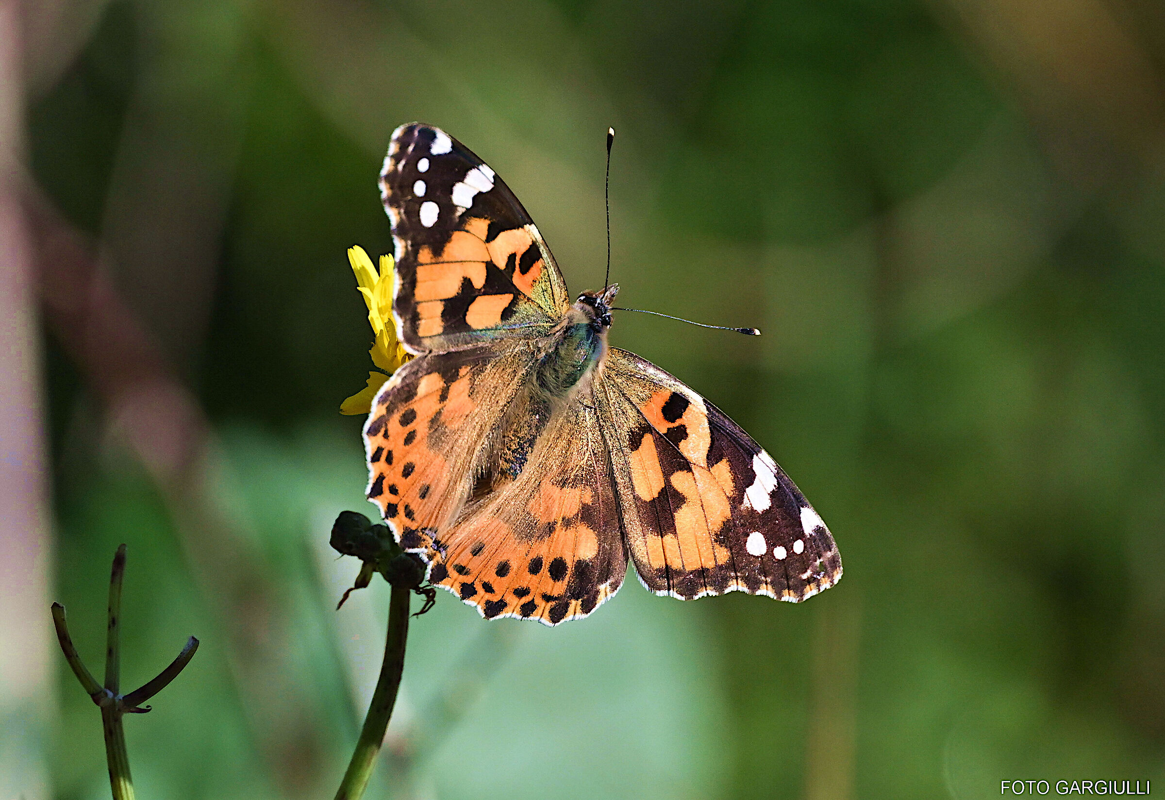 Vanessa atalanta
