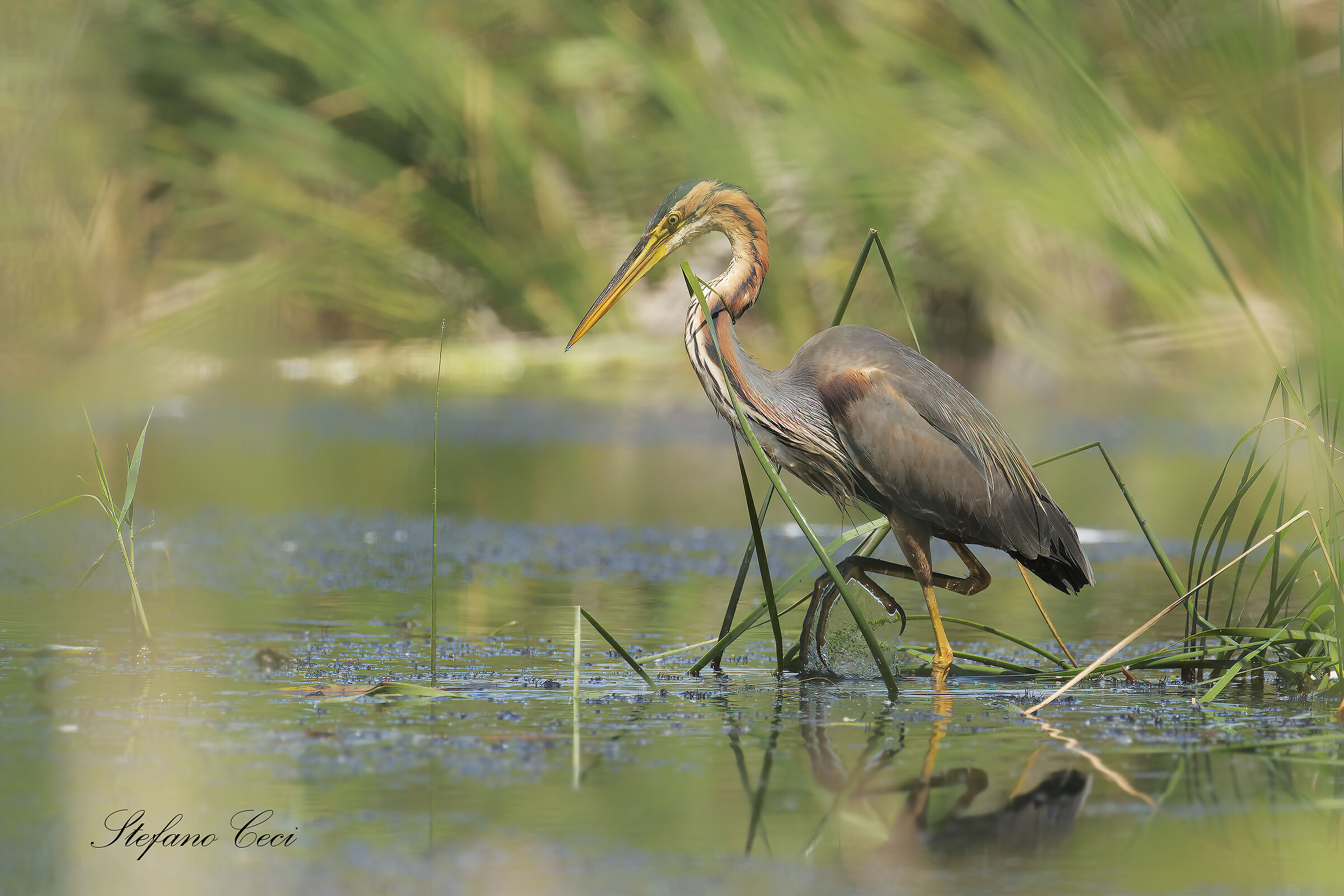 purple heron