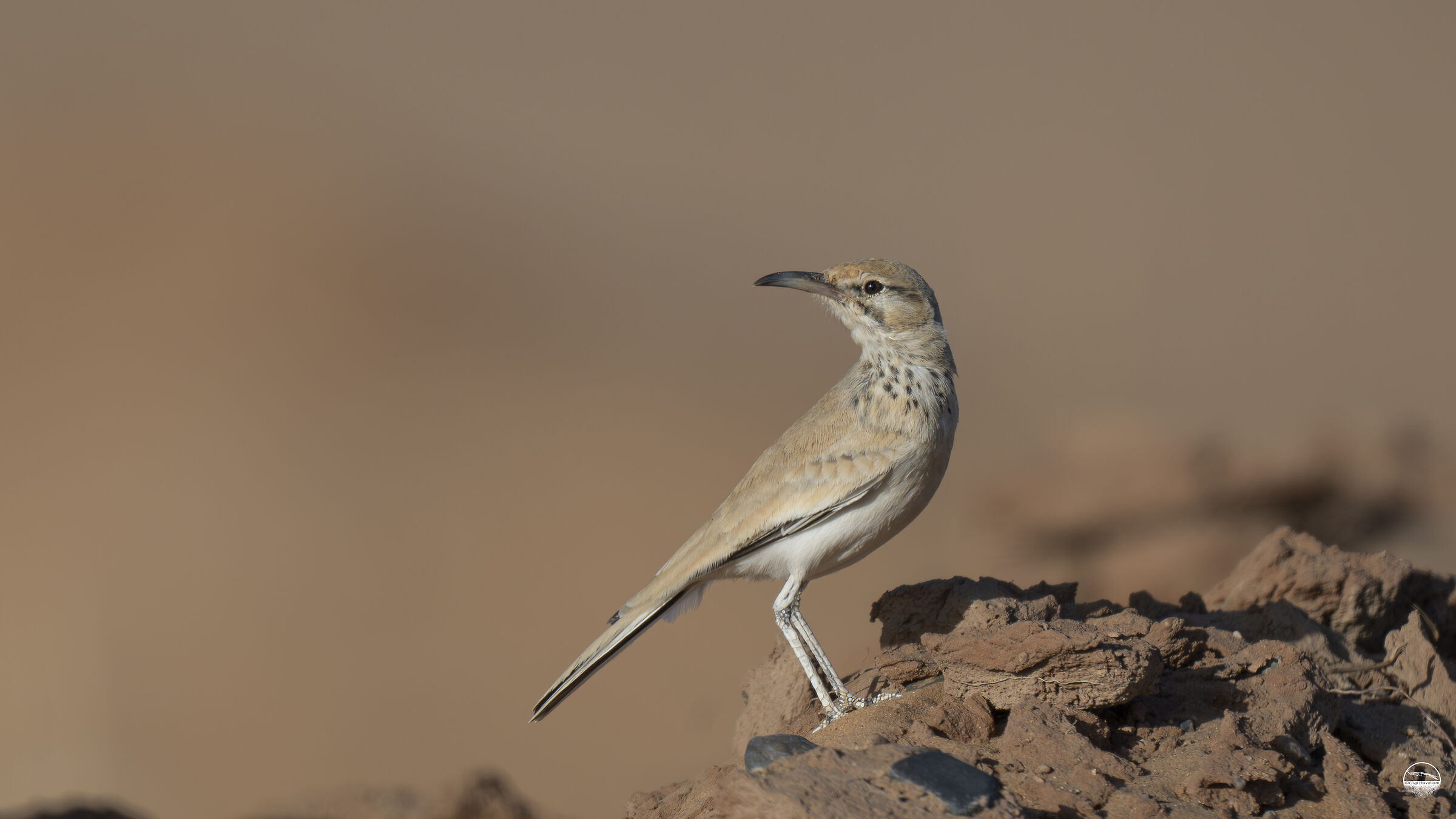 Curved Beaked Skylark