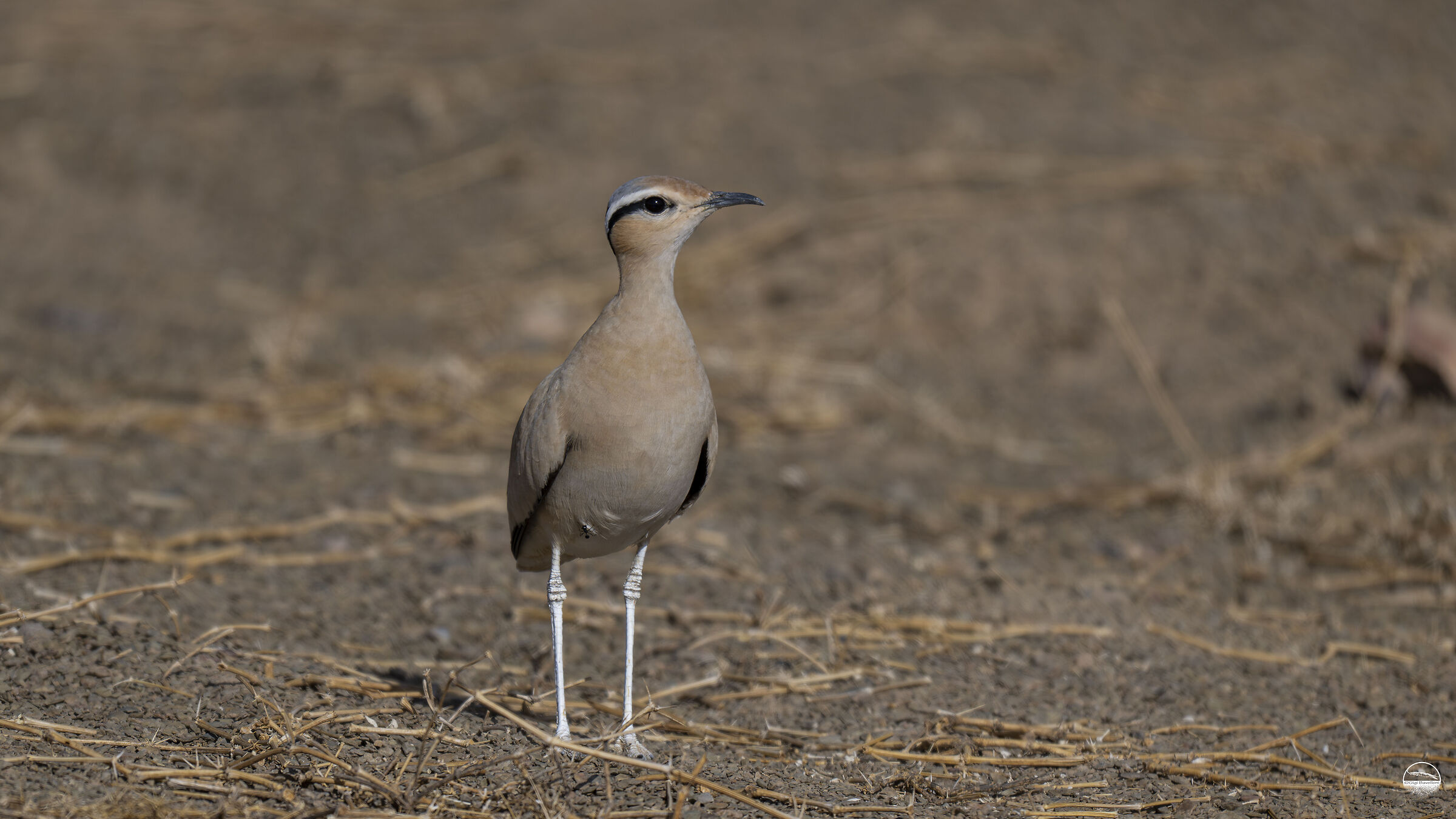 cream-colored courser