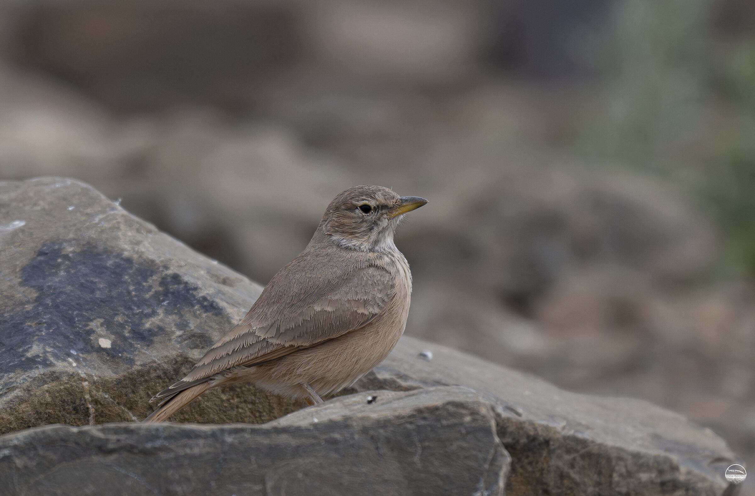Desert Skylark