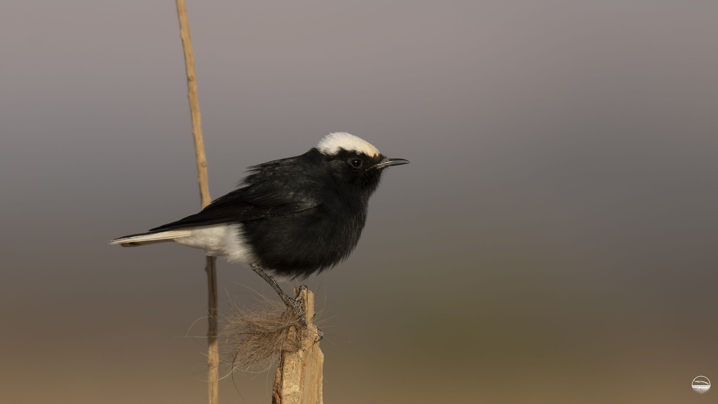 black white-headed dangle