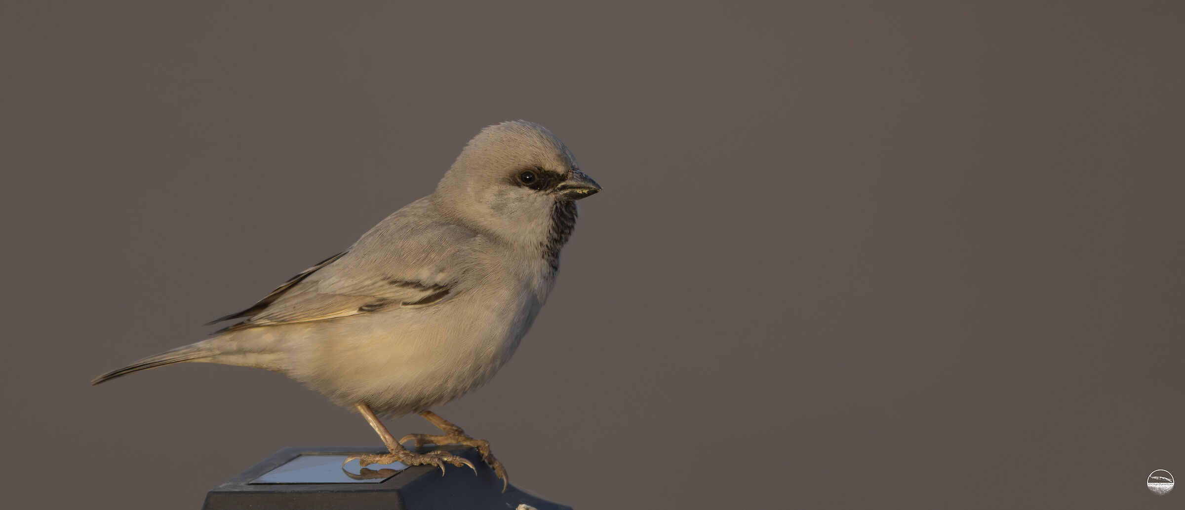 Desert Sparrow