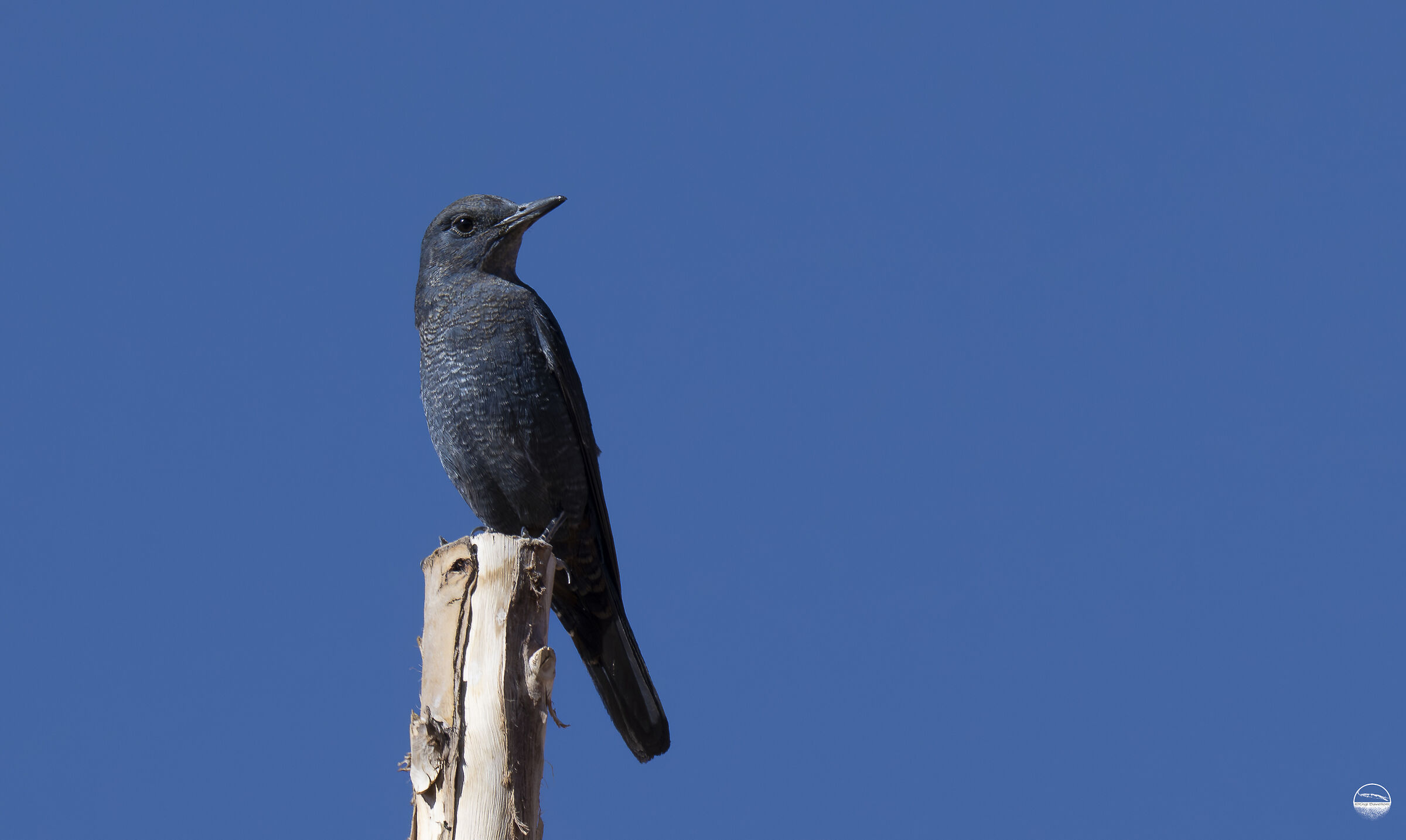 blue rock thrush