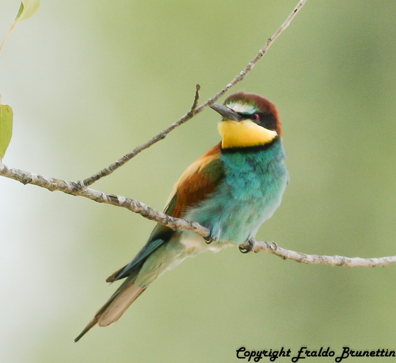 Bee-eater