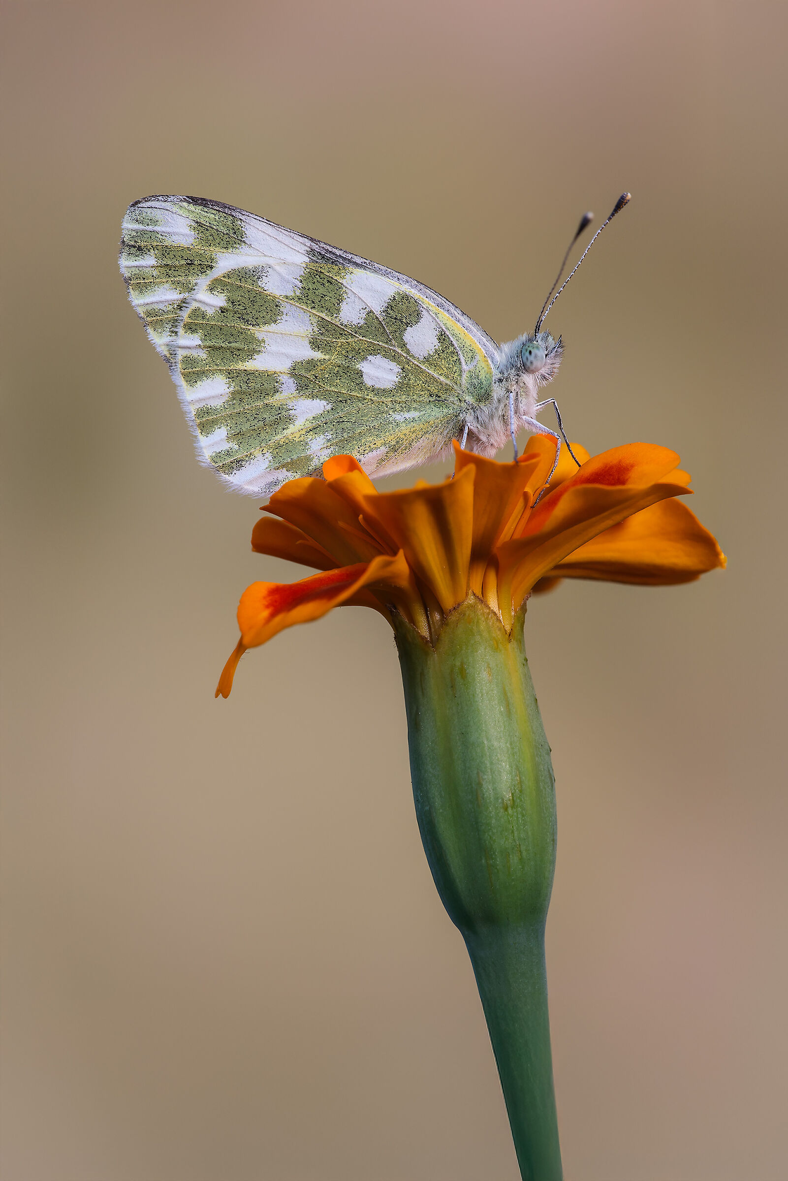 Pontia edusa