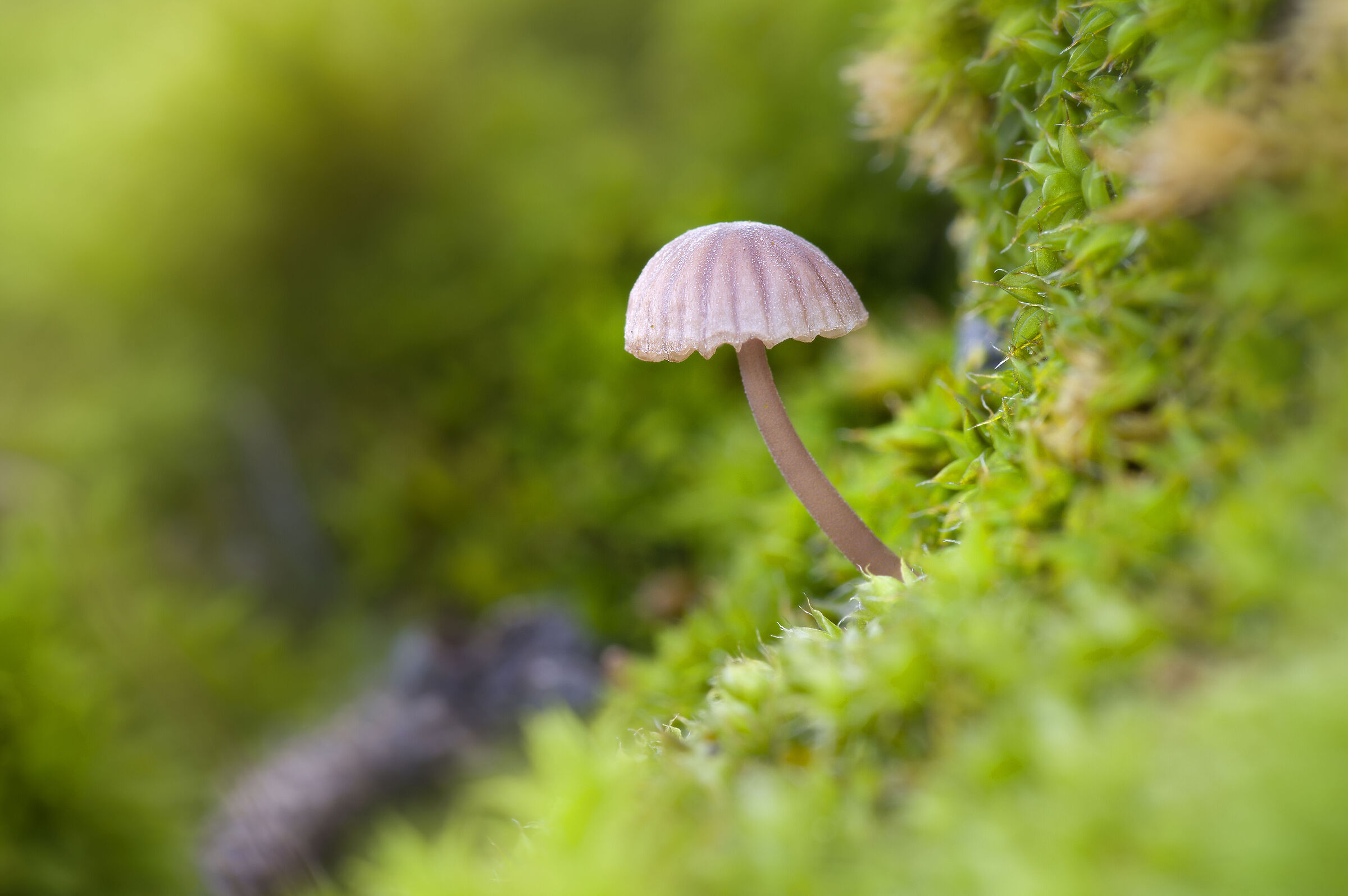 Micro mondo 2