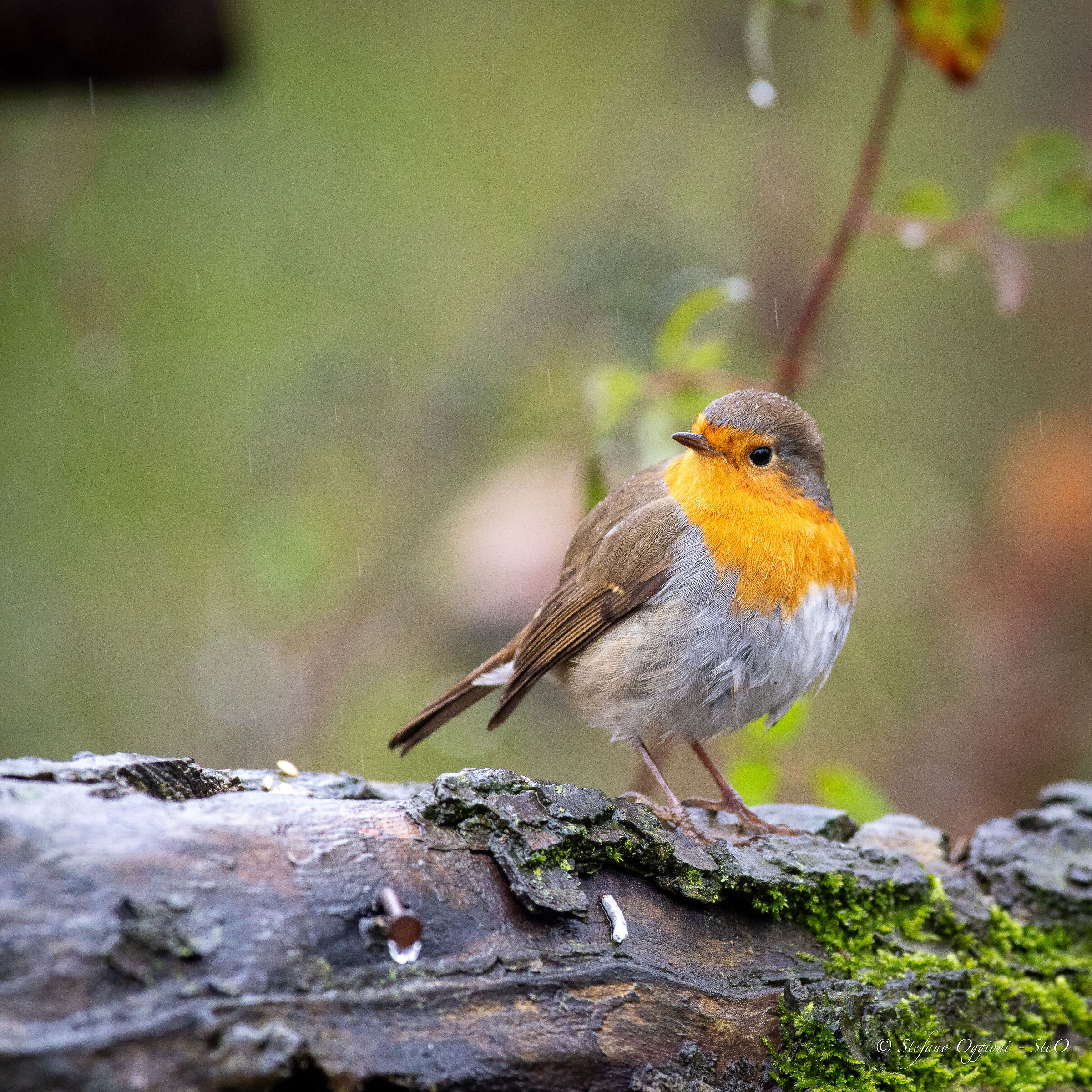 Robin in the rain