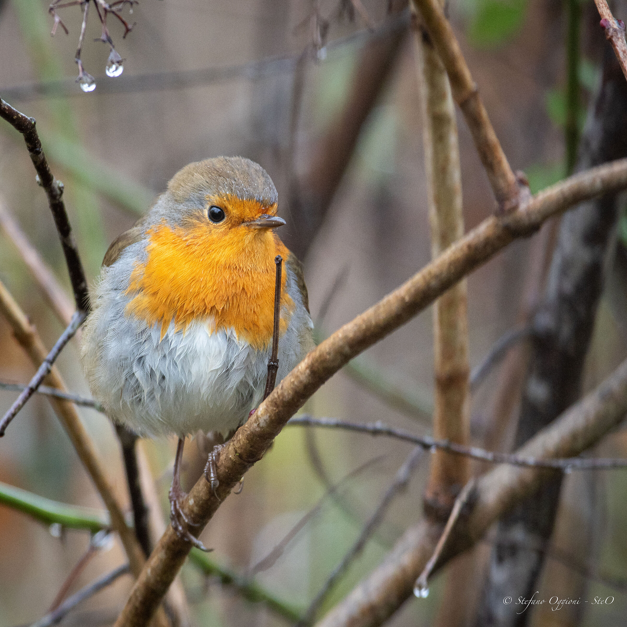 Robin in the Rain 2