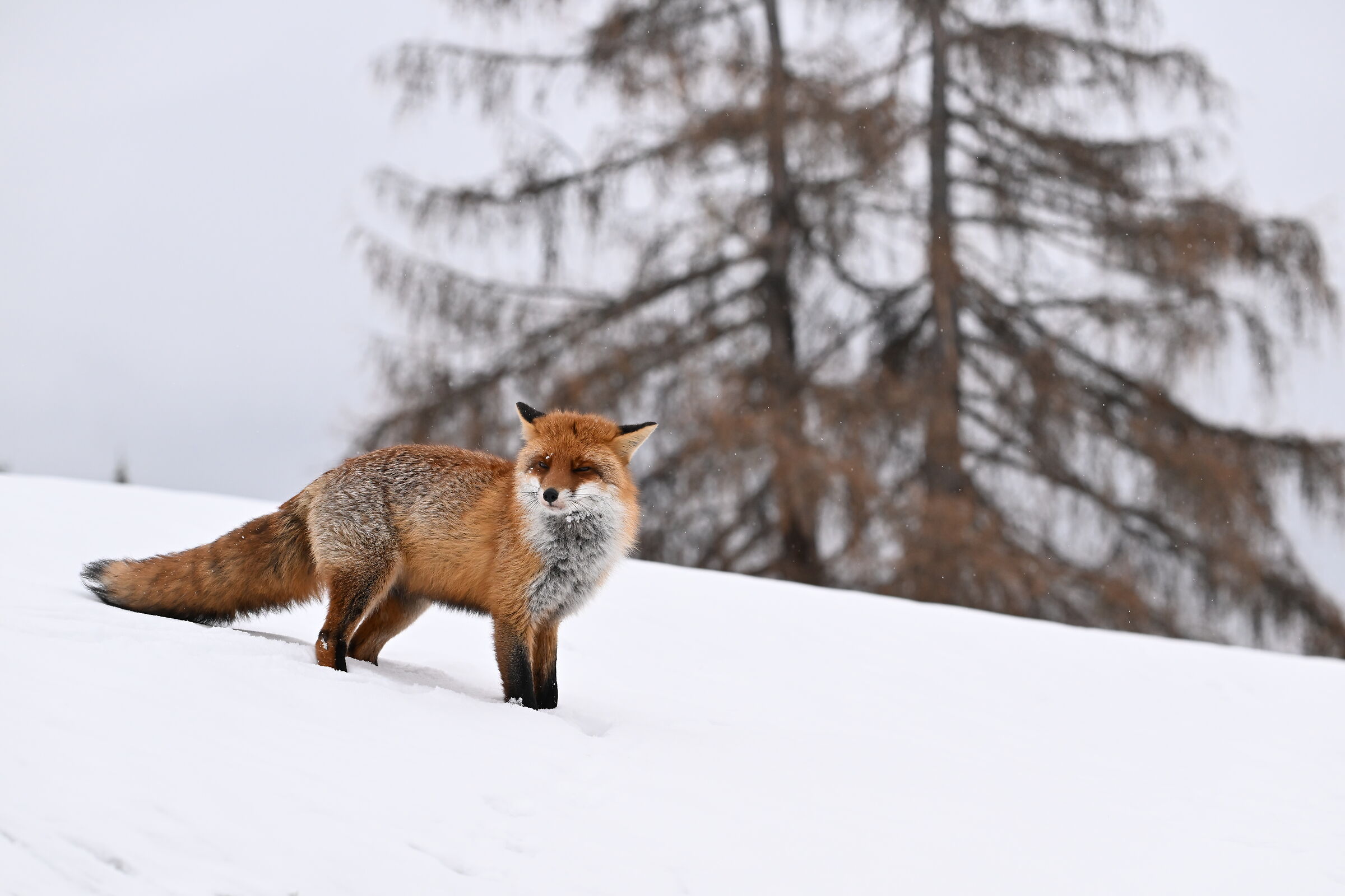 Fox under the first snow
