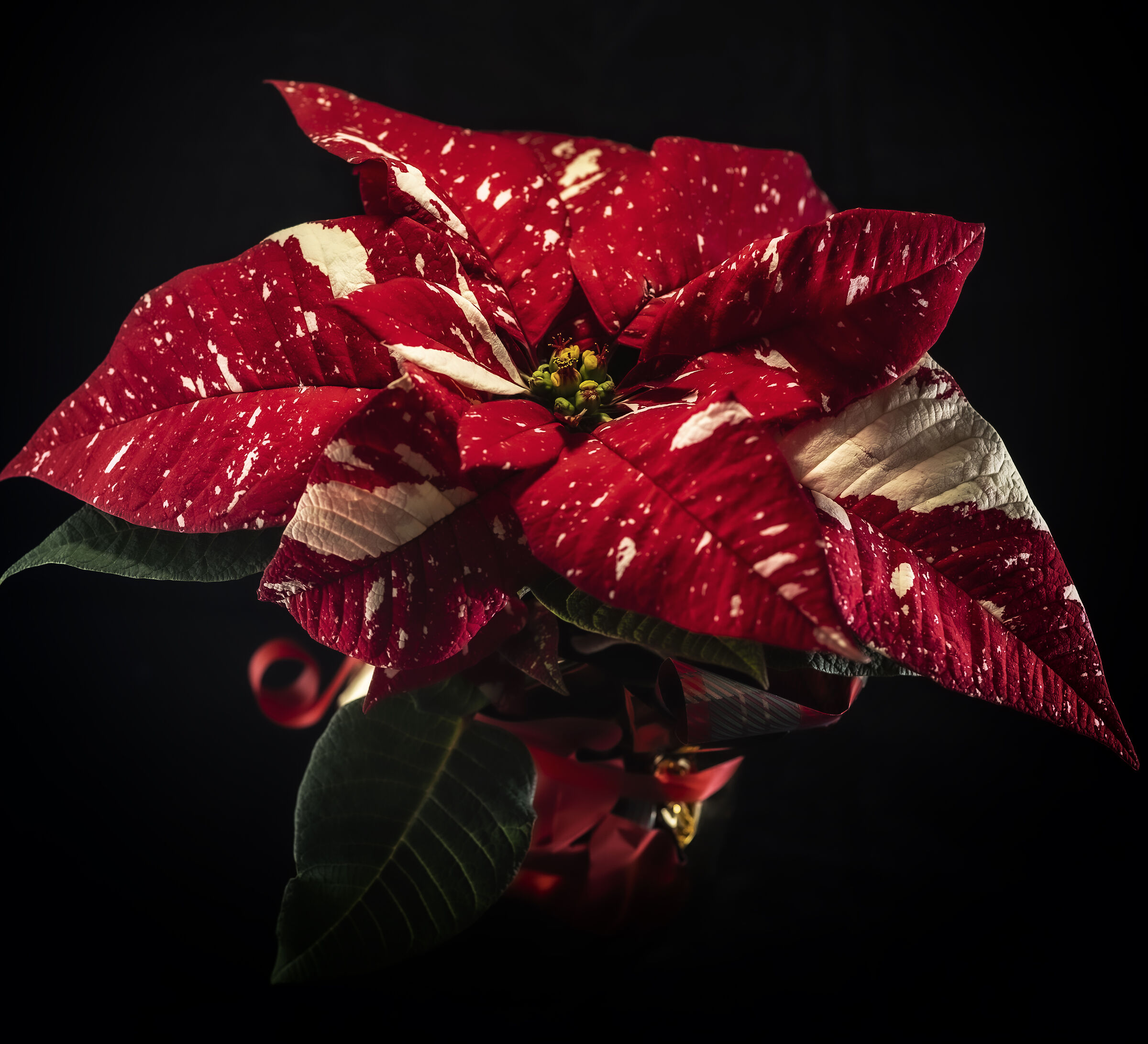 Noel