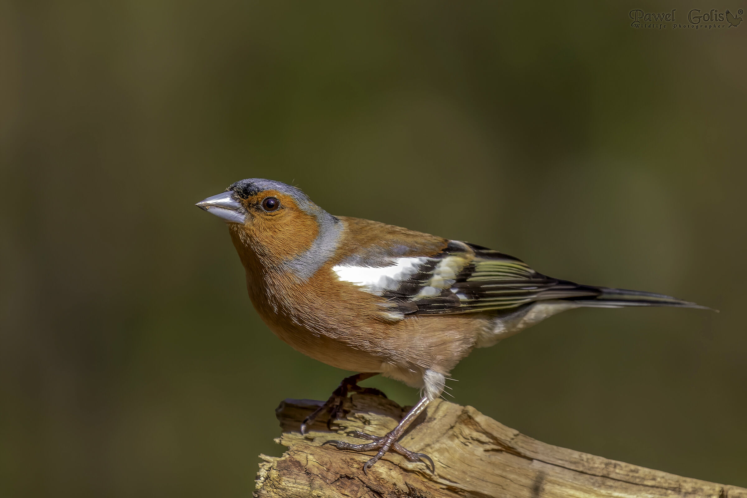 Fringuello comune (Fringilla coelebs)