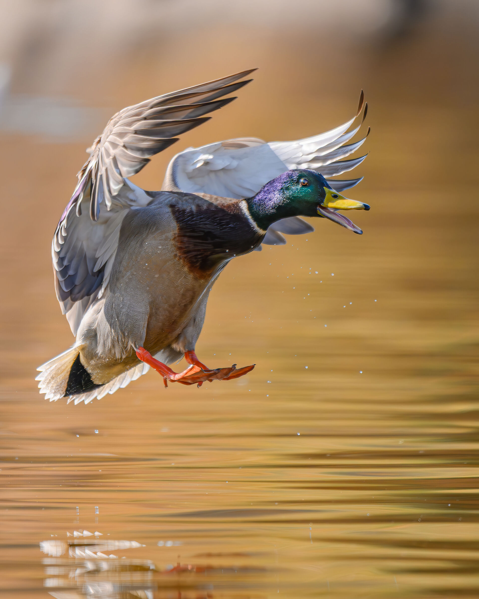 Alla ricerca del cibo