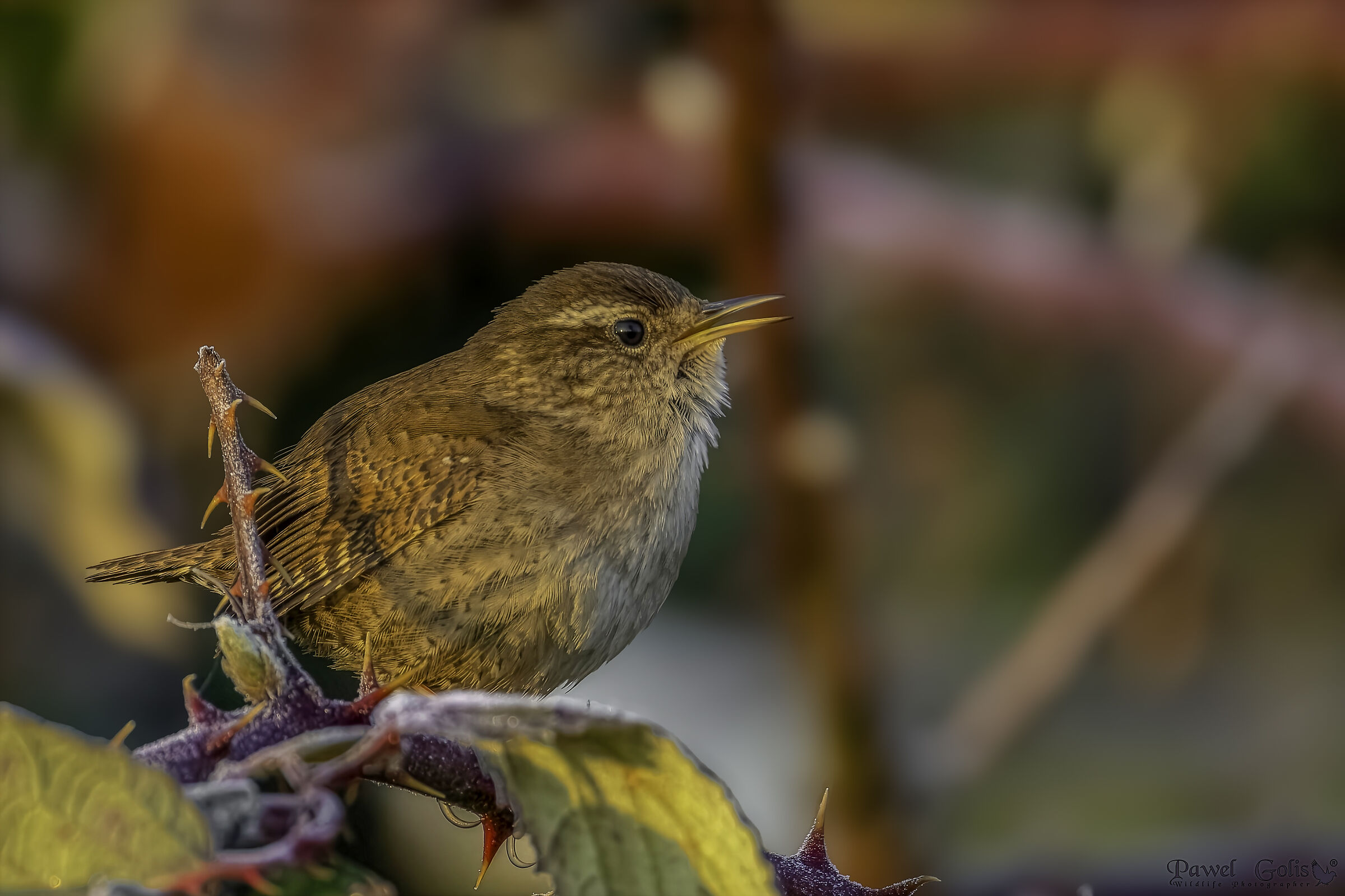 Scricciolo eurasiatico (Troglodytes troglodytes)
