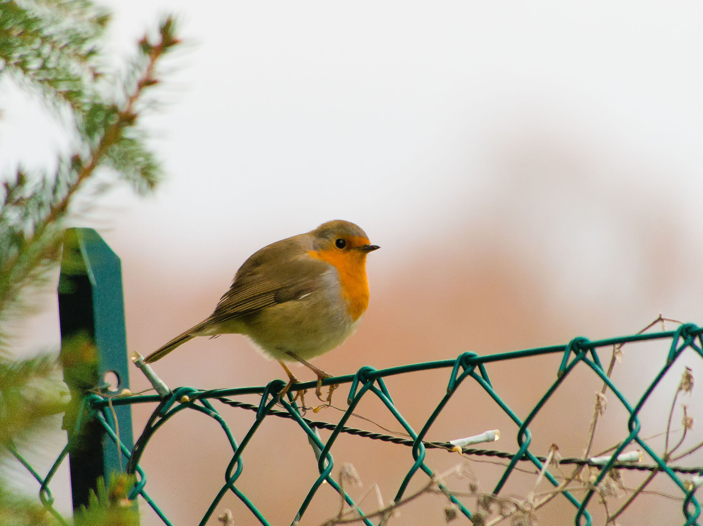 Robins