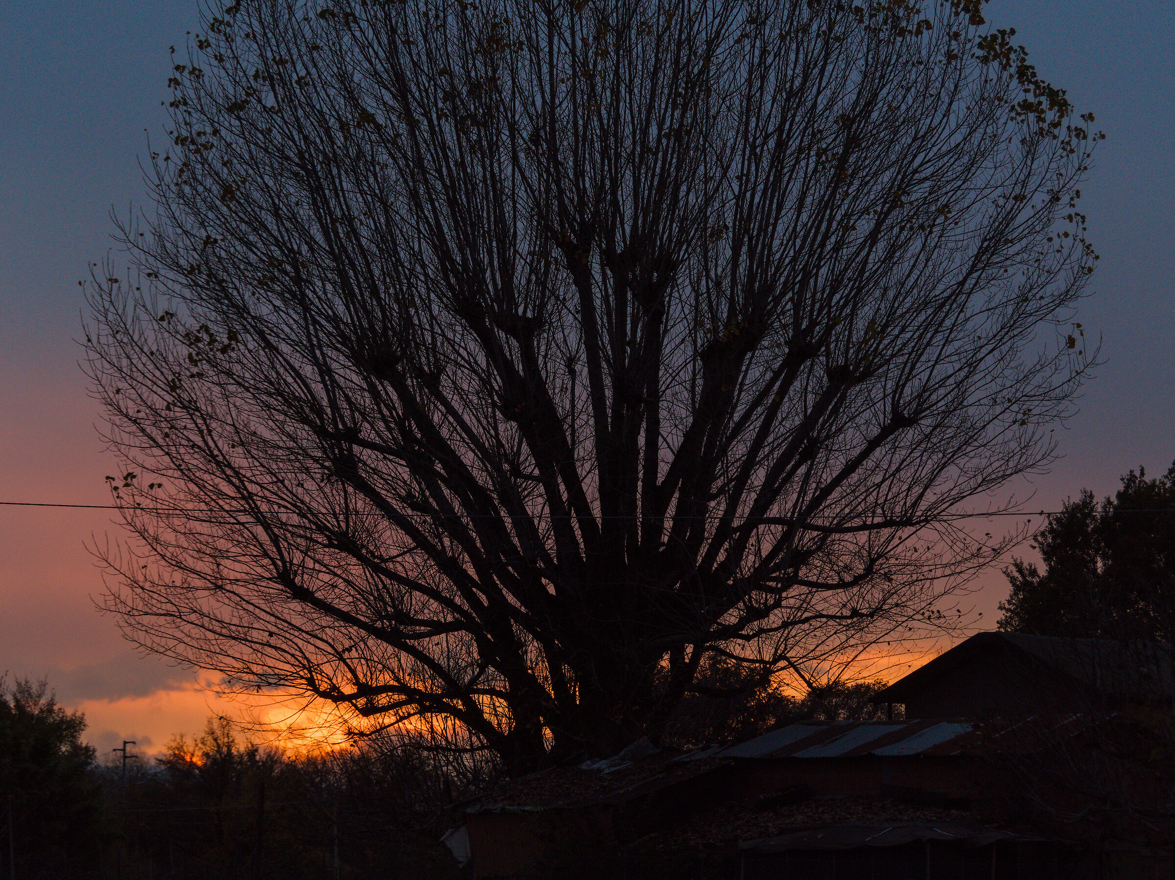 TreeSunset