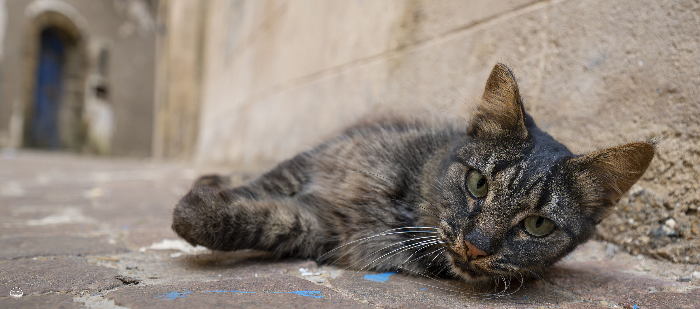Essaouira, the kingdom of cats