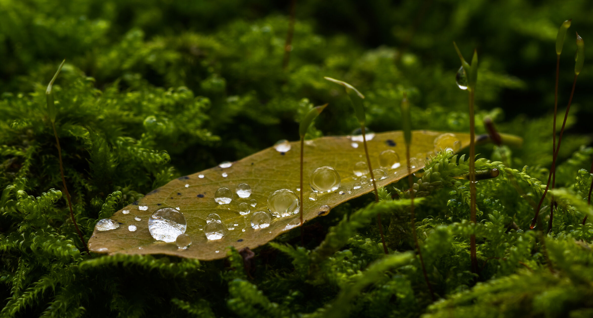 Natura morta muschiosa
