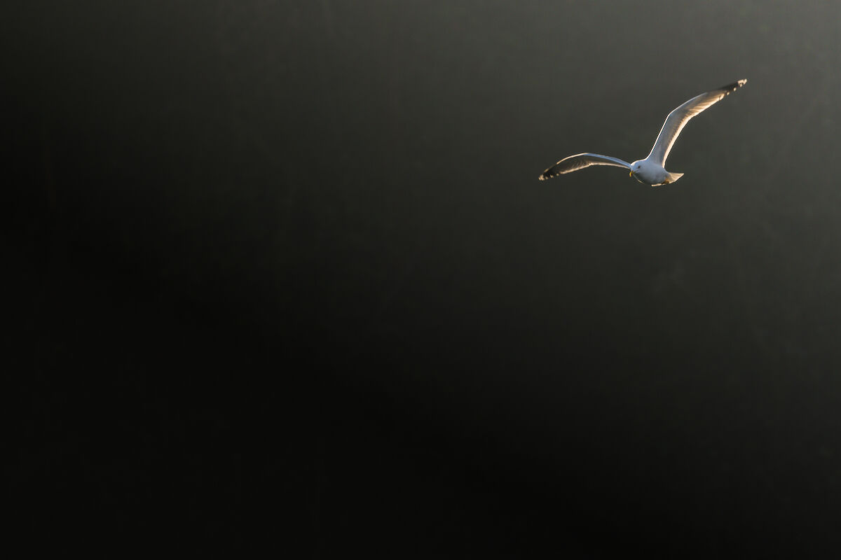 Seagull