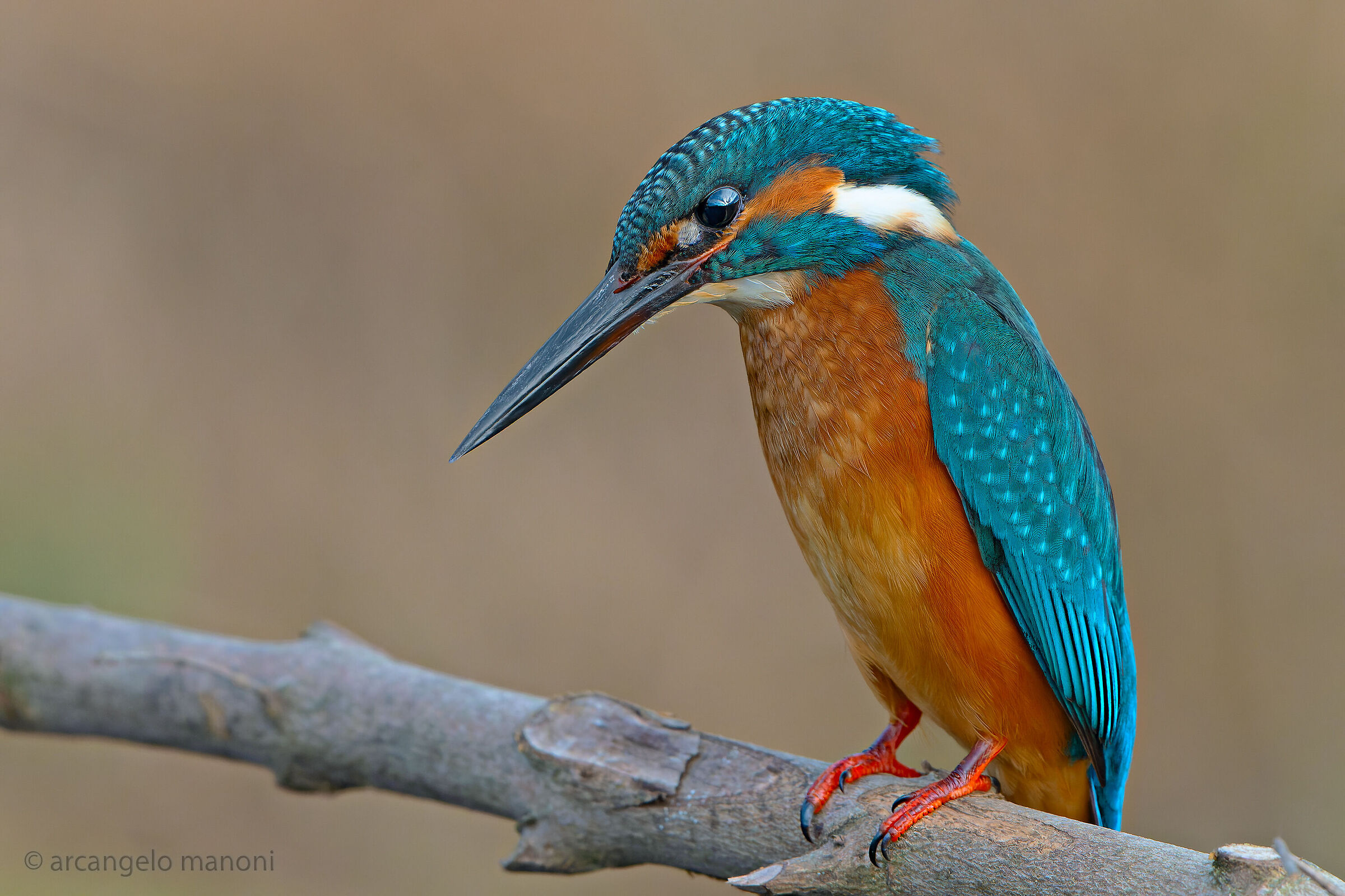 Kingfisher