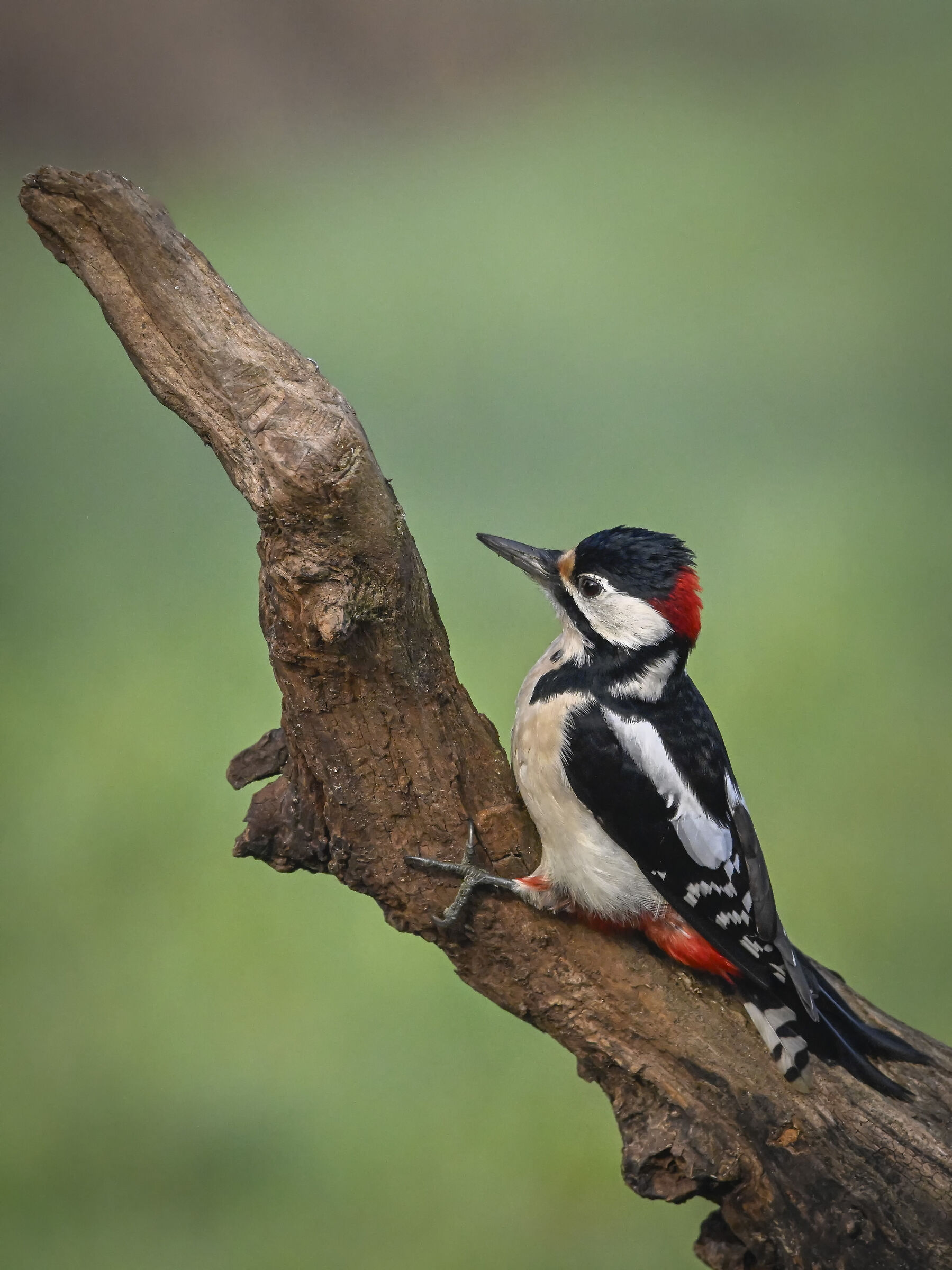 Spotted woodpecker #capannocora