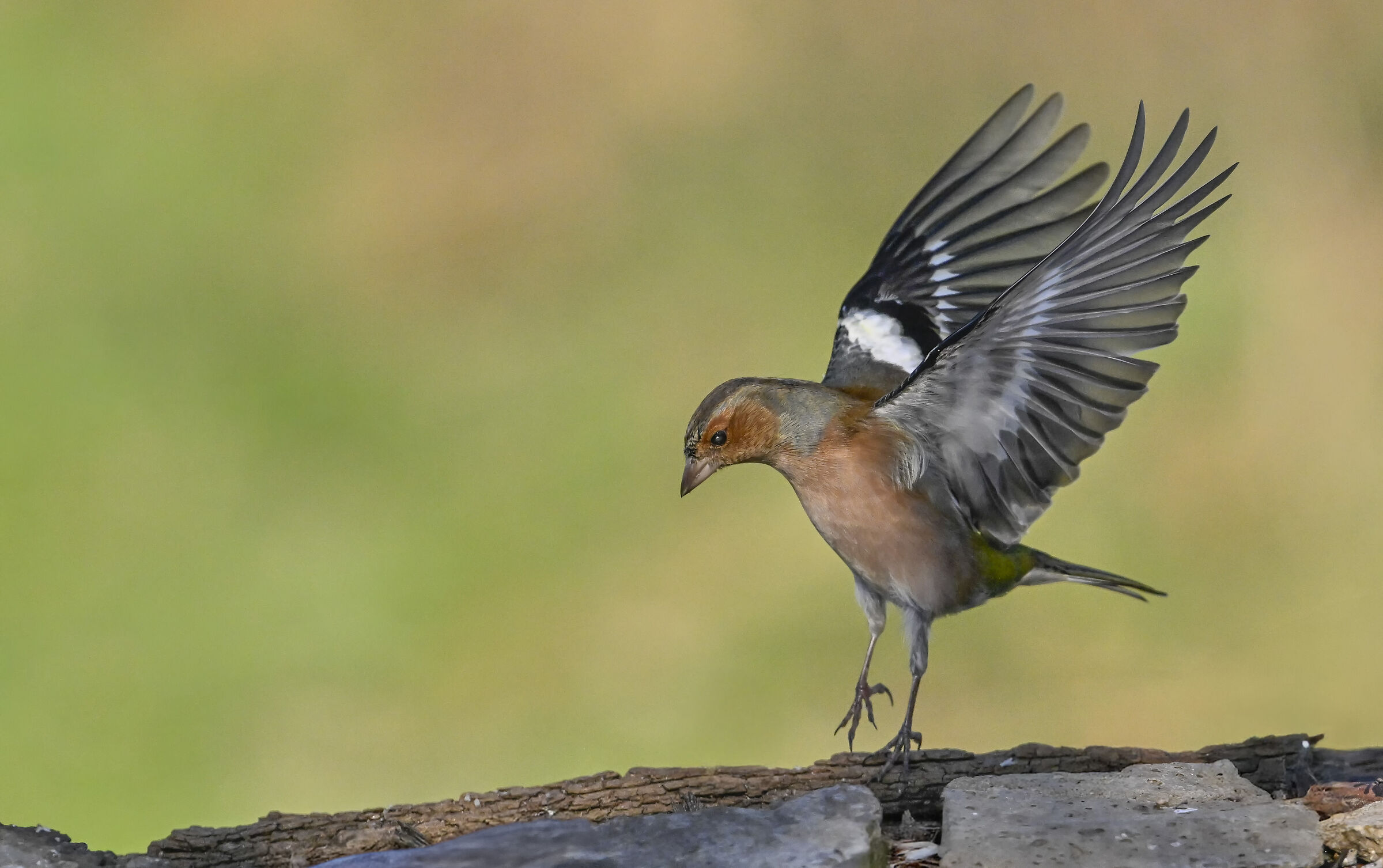 Chaffinch