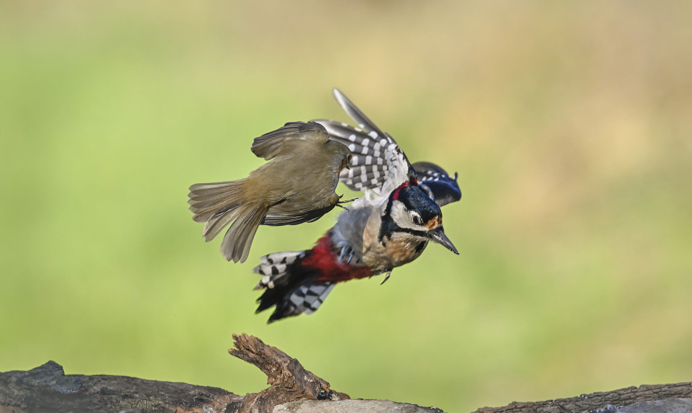 Spotted woodpecker #capannocora