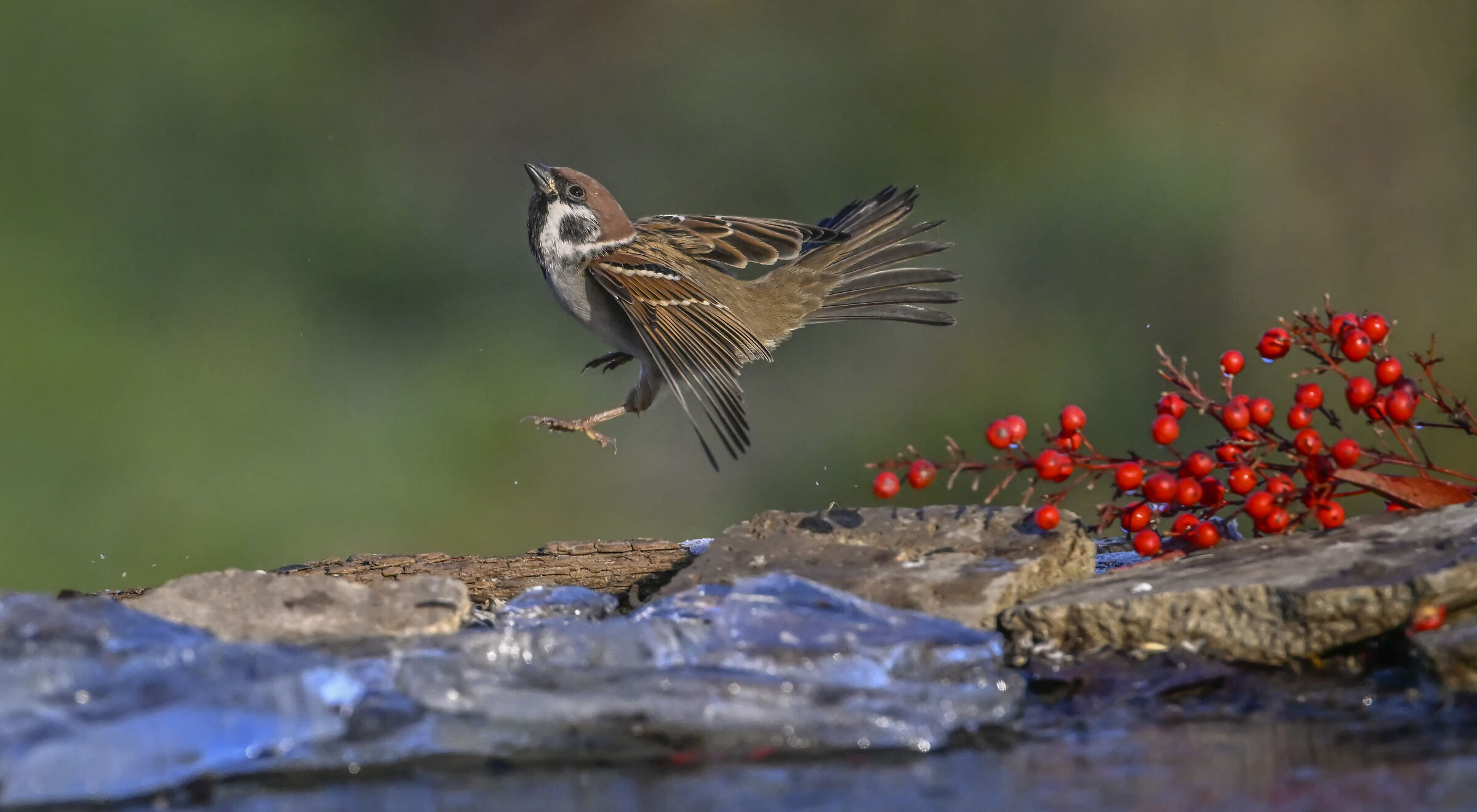 Wild Sparrow