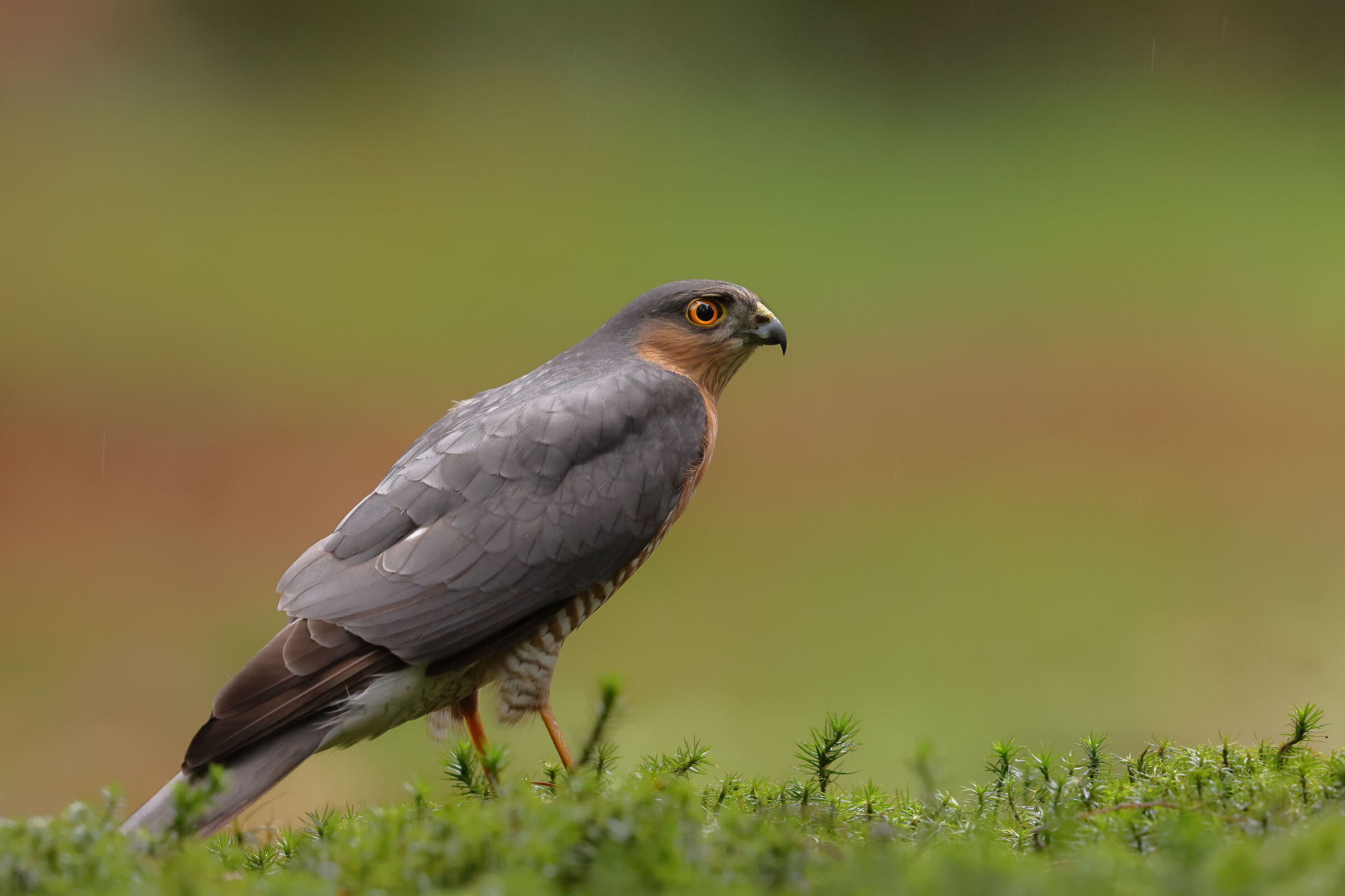 Sparrowhawk