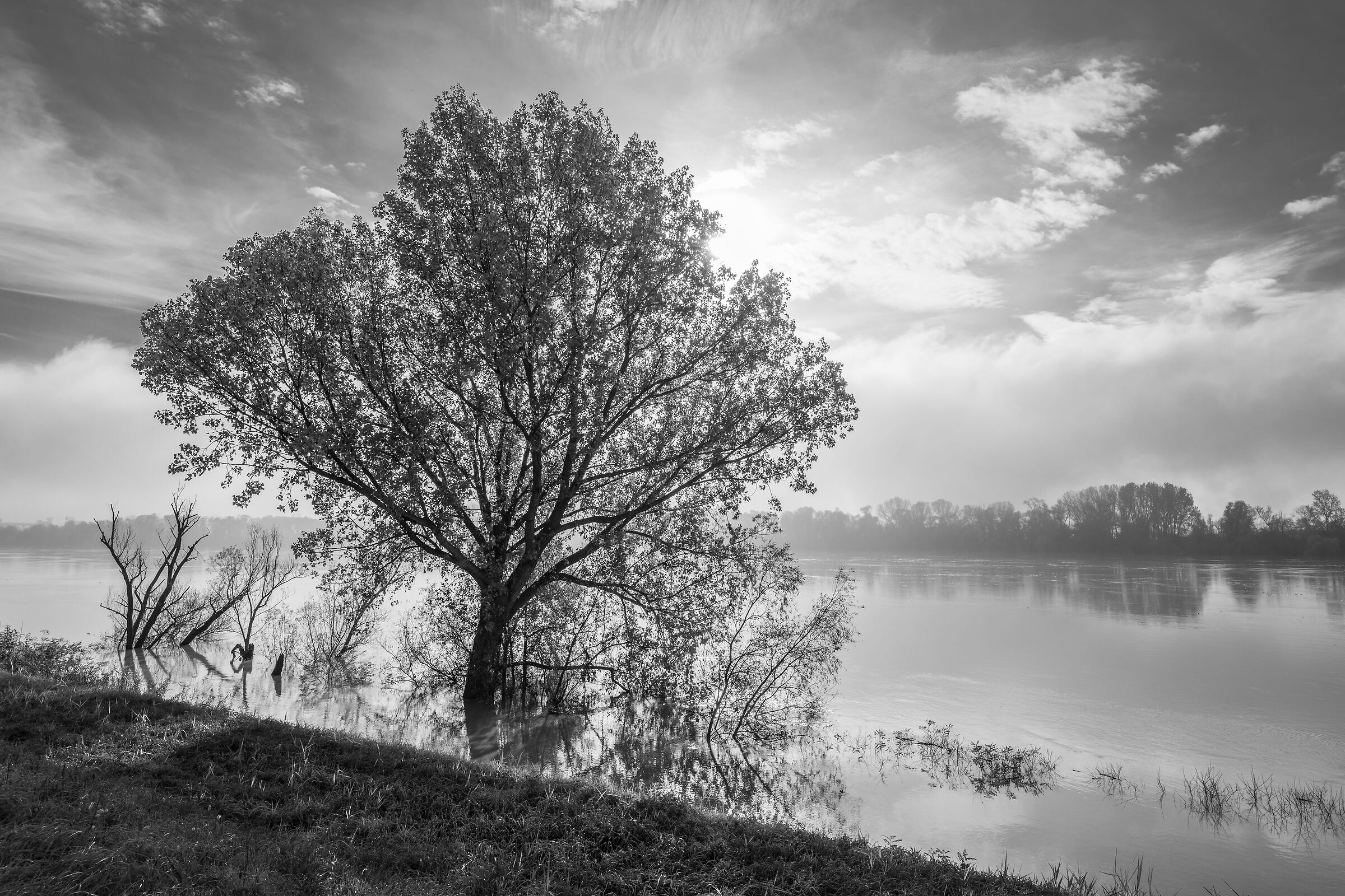 Mist in the floodplain
